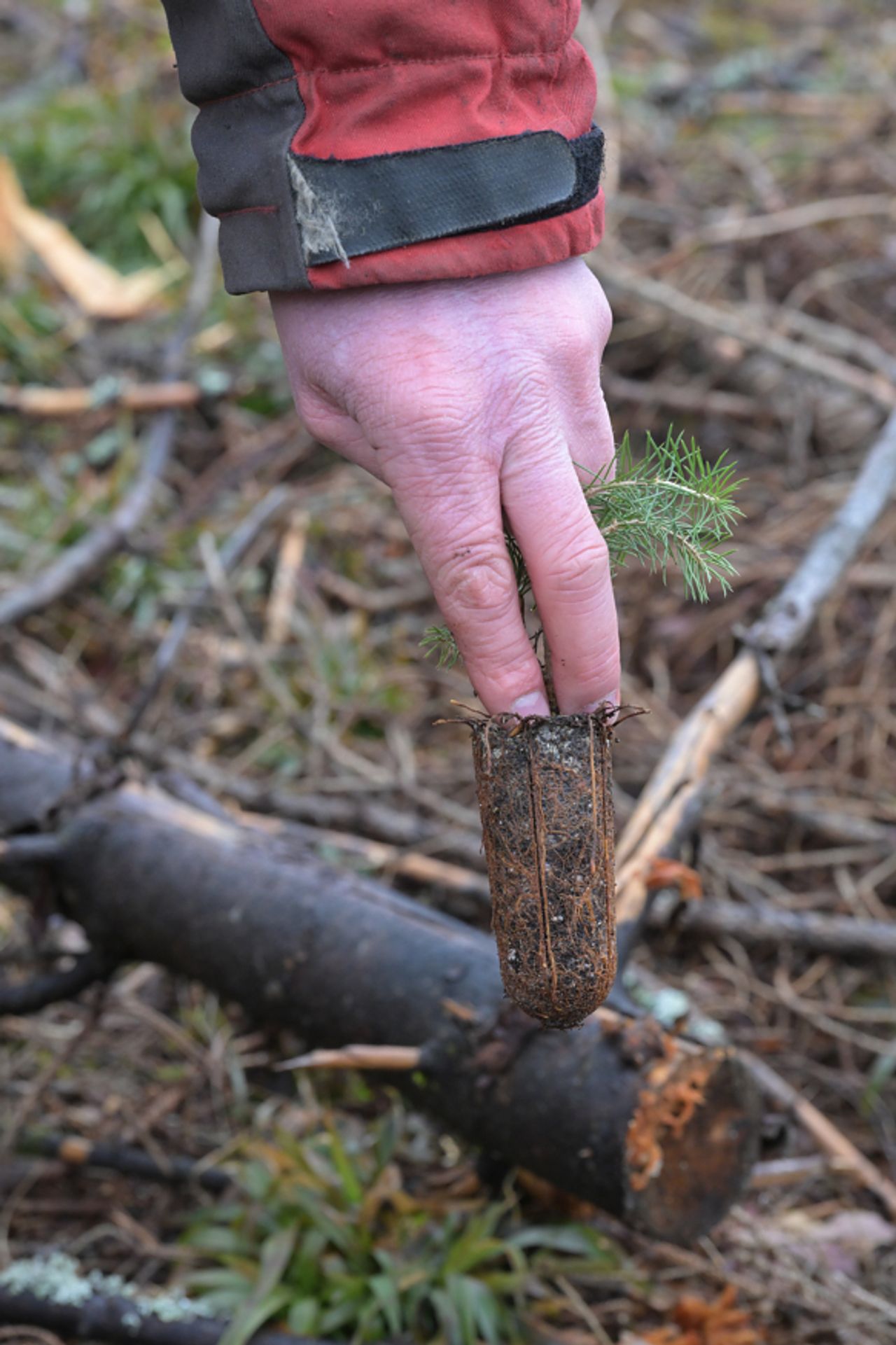Peder har funnet ut at to fingre som dette gir en fin dytt til planta. Målet er at hele pluggen skal i fast jord. Gjerne slik at overkanten av pluggen er et par tre centimeter ned i jorda.