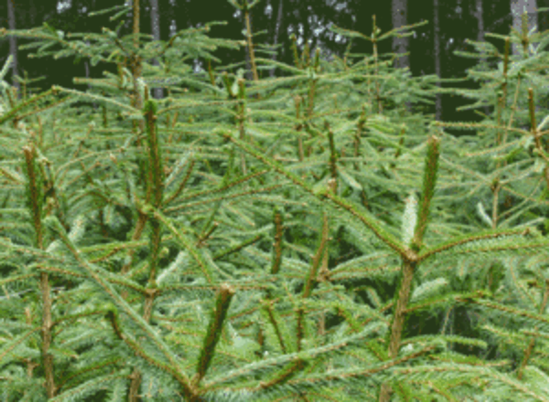 Elgbeiting på unge granplanter_web