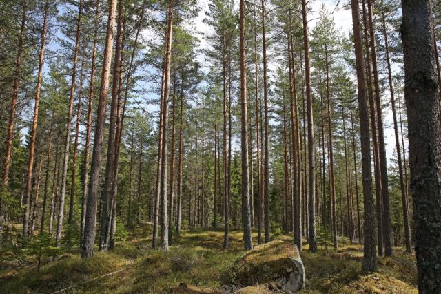 Det er mest skog i Trysil, men det hogges mest tømmer i Elverum. Det viser nye tall fra SSB.