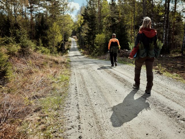 Praktisk talt hele det norske skogbruket er miljøsertifisert. Her er skogeier på vei ut for å plante etter hogst.