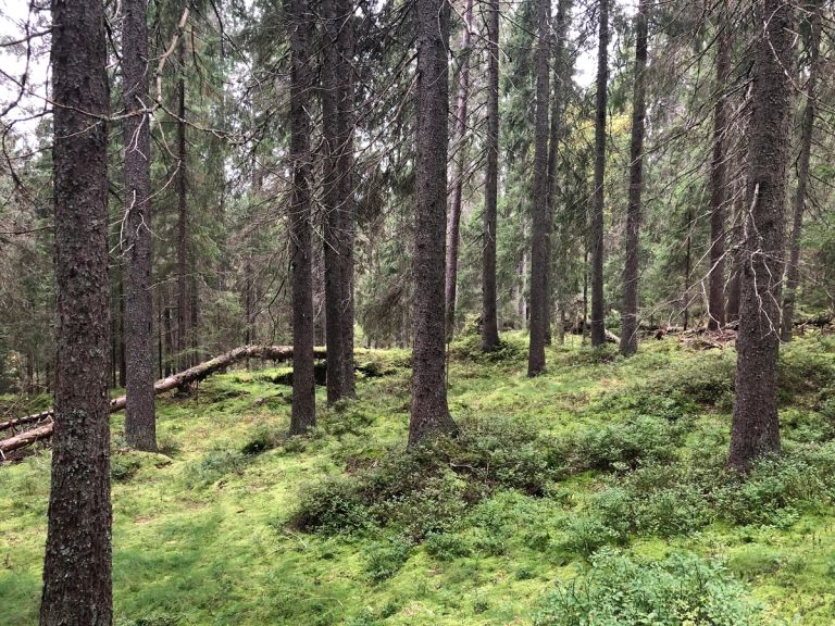 Prosjektet undersøker langtidseffekter av flatehogst ved å sammenlikne naturskoger som ikke har vært flatehogd siden 1940 med tidligere flatehogde granskoger.
