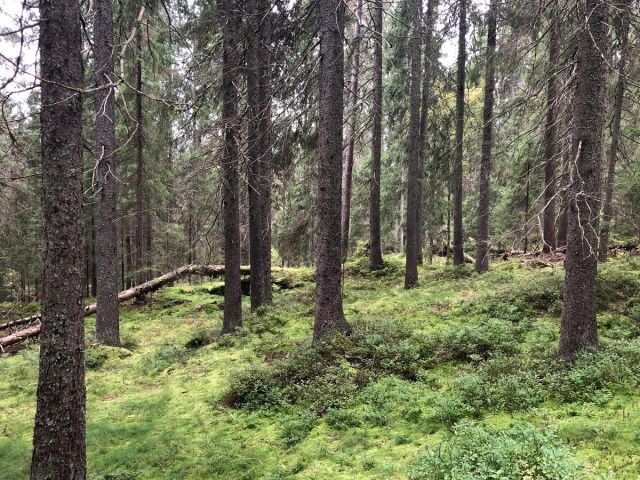 Prosjektet undersøker langtidseffekter av flatehogst ved å sammenlikne naturskoger som ikke har vært flatehogd siden 1940 med tidligere flatehogde granskoger.