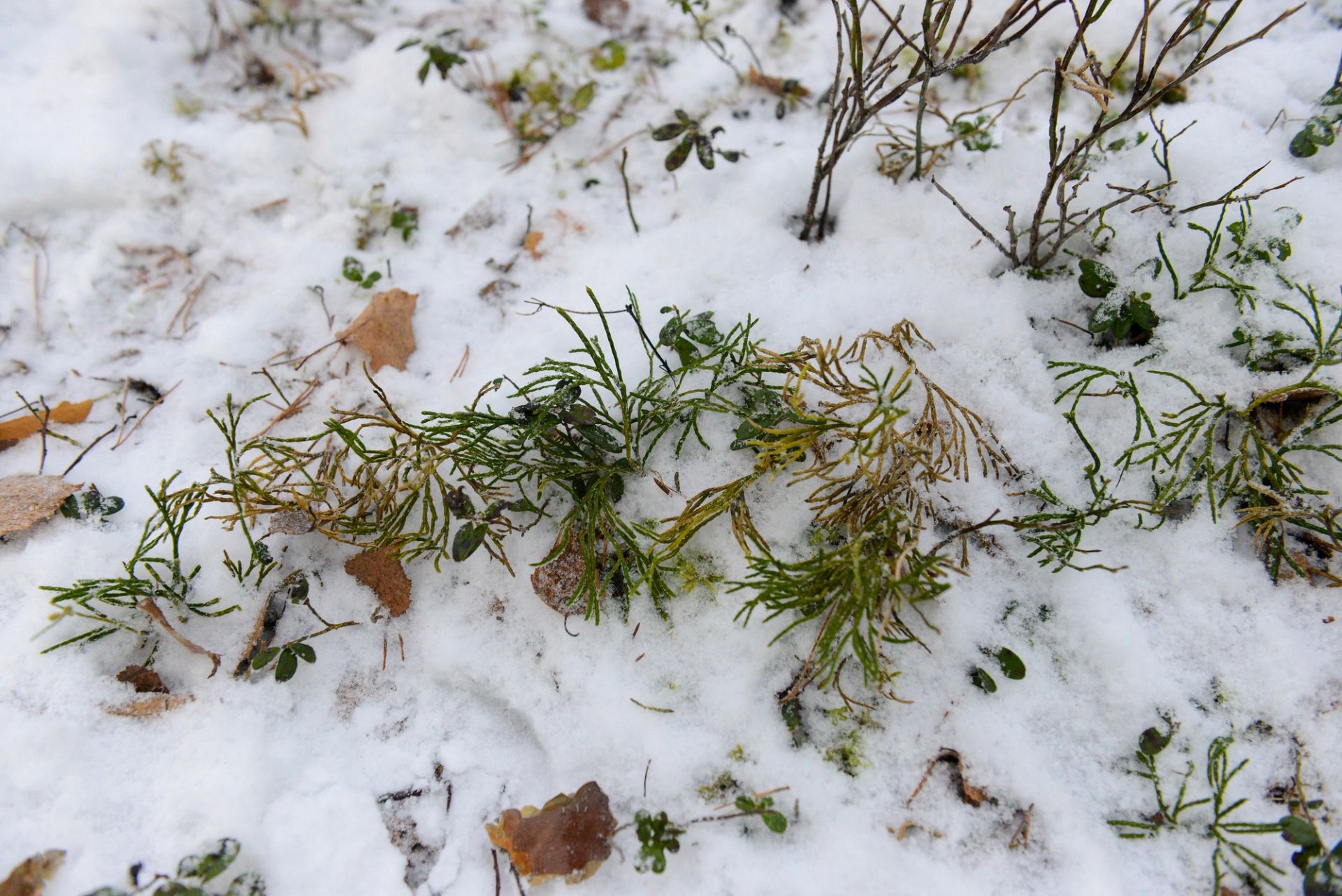 Hybridgrannjamne, er planten elevene ved Saggrenda har fått et ekstra ansvar for.