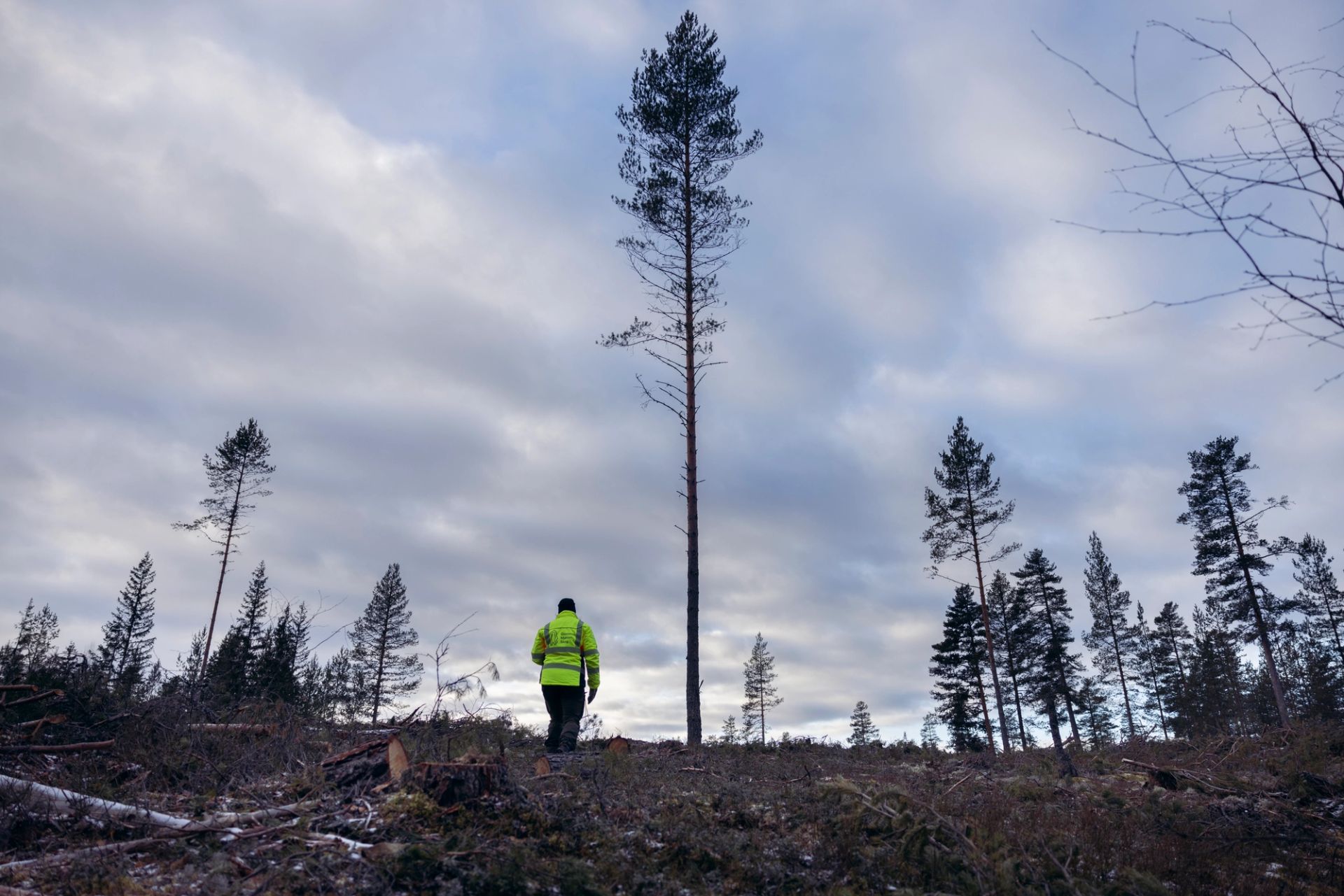 Kvinne går over et åpent skogareal med spredte høye furutrær.