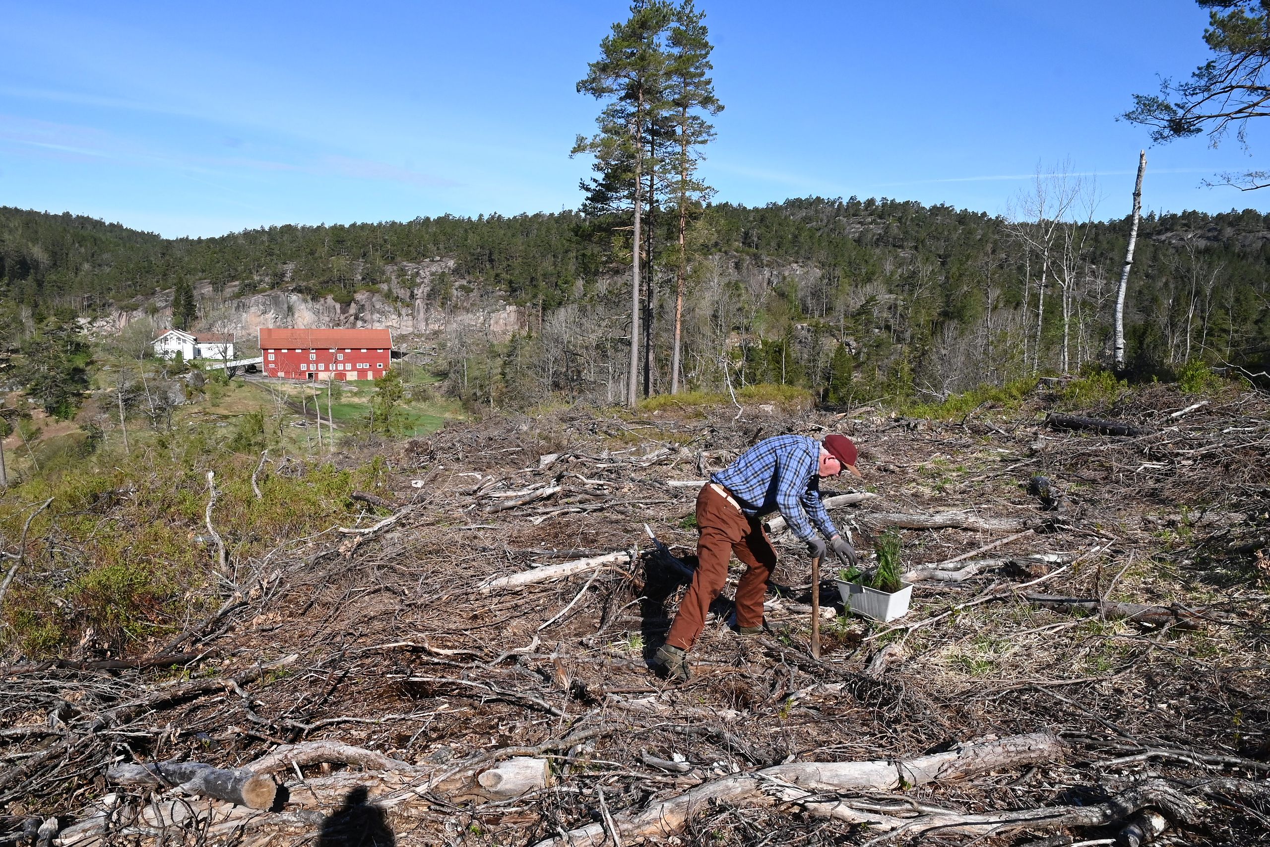 Olav Hardeberg (89) er fortsatt aktiv med både planting og ungskogpleie.