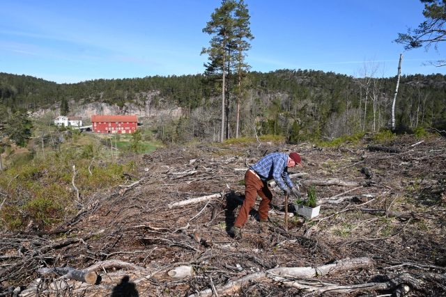Olav Hardeberg (89) er fortsatt aktiv med både planting og ungskogpleie.