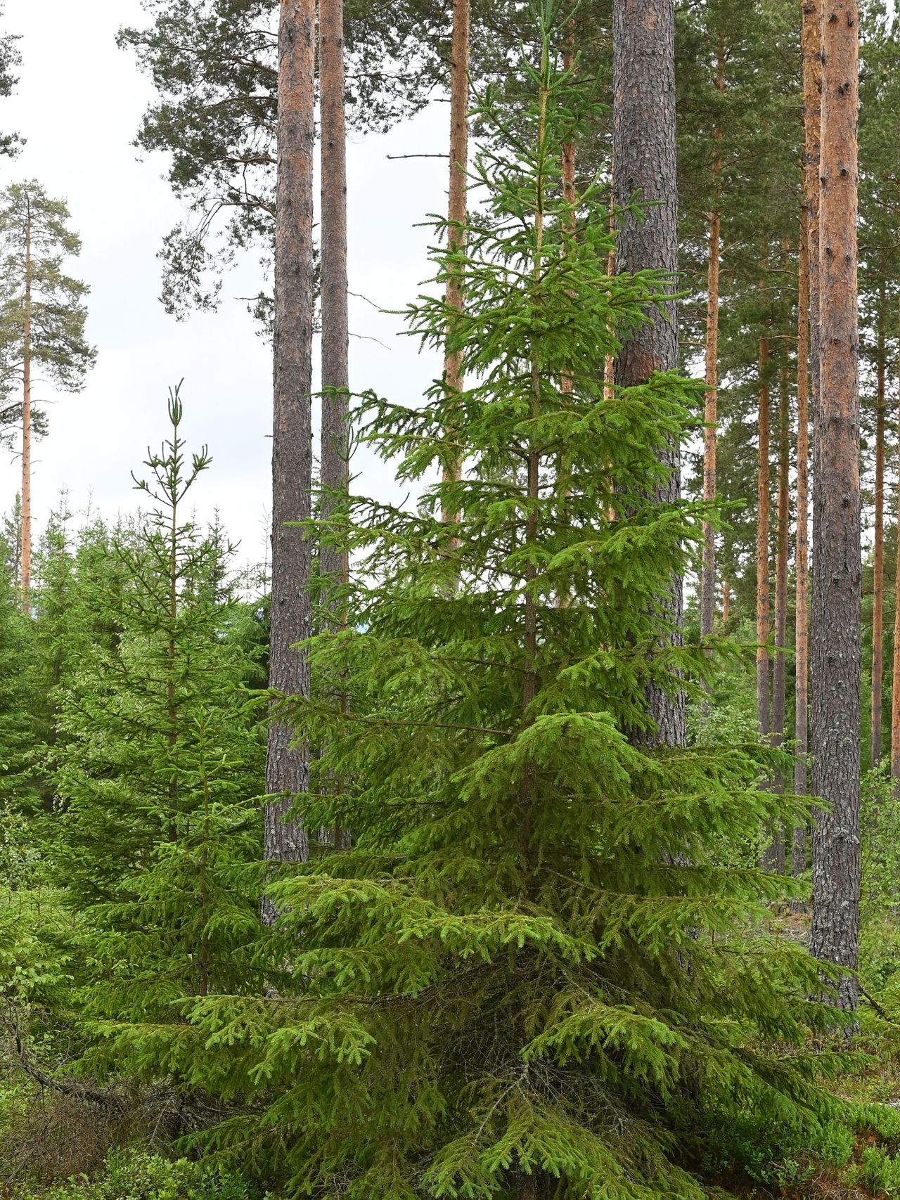 En flersjiktet skog har trær med ulik alder og størrelse. Etter hvert som de yngre grantrærne har behov for mer plass, må flere av de eldre trærne hogges.