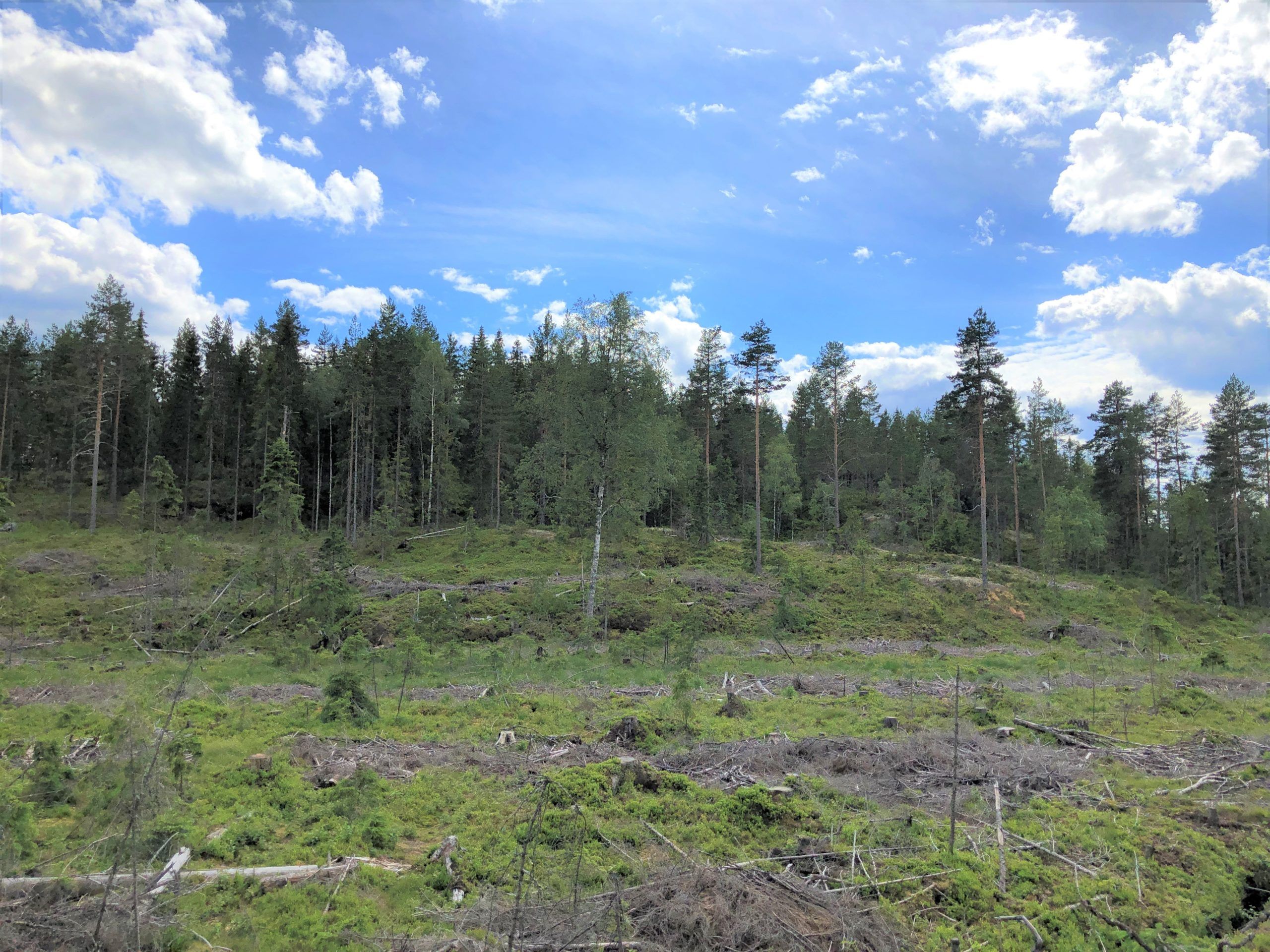 Ved en flatehogst hogges de fleste trærne på flata, deretter plantes det på nytt.