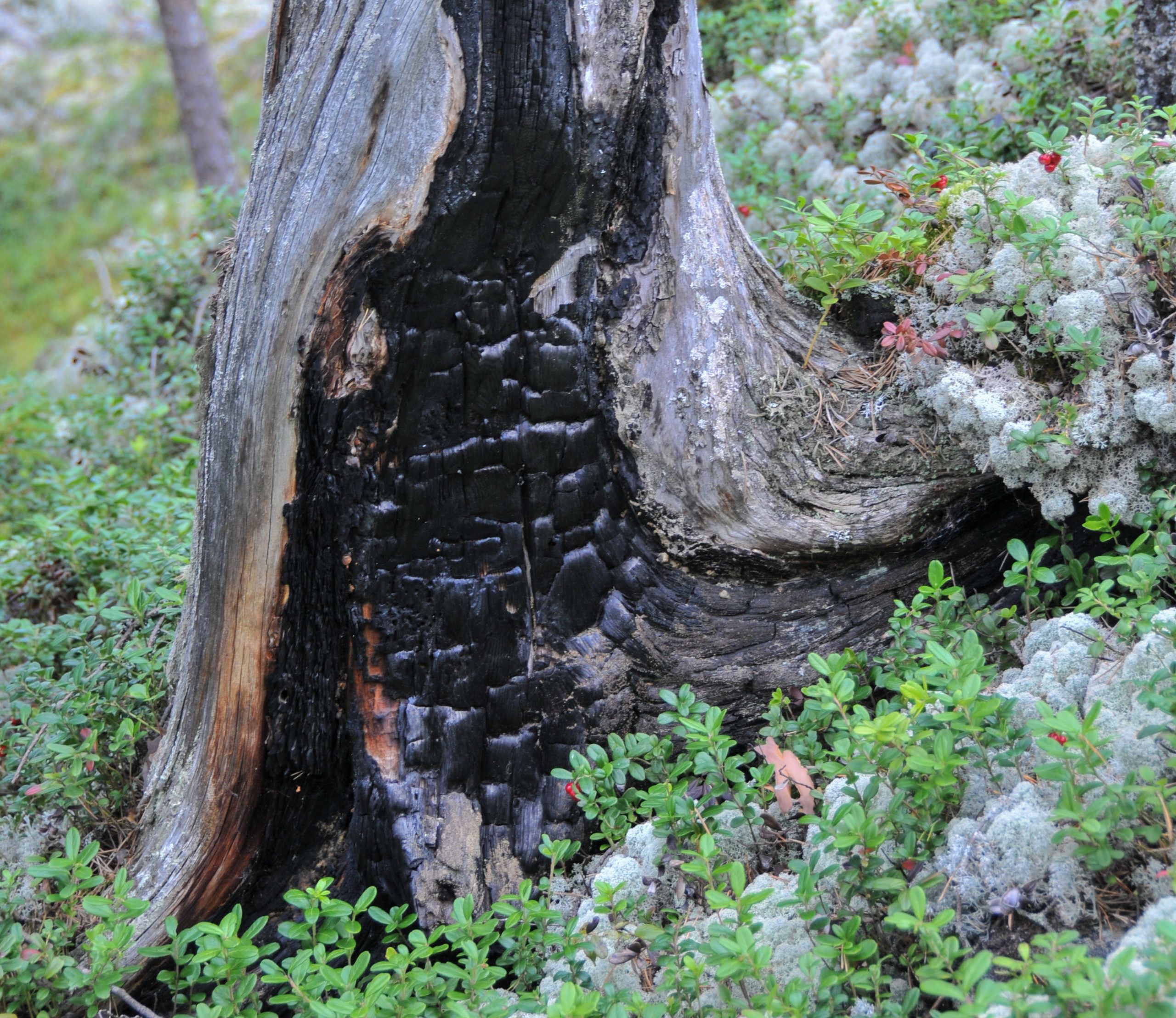 Gammel «brent stubbe» i naturreservat, vernet gjennom ordningen frivillig vern.