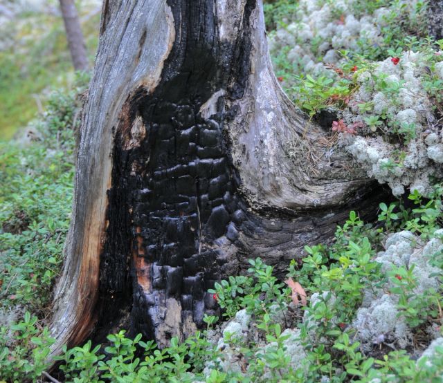Gammel «brent stubbe» i naturreservat, vernet gjennom ordningen frivillig vern.