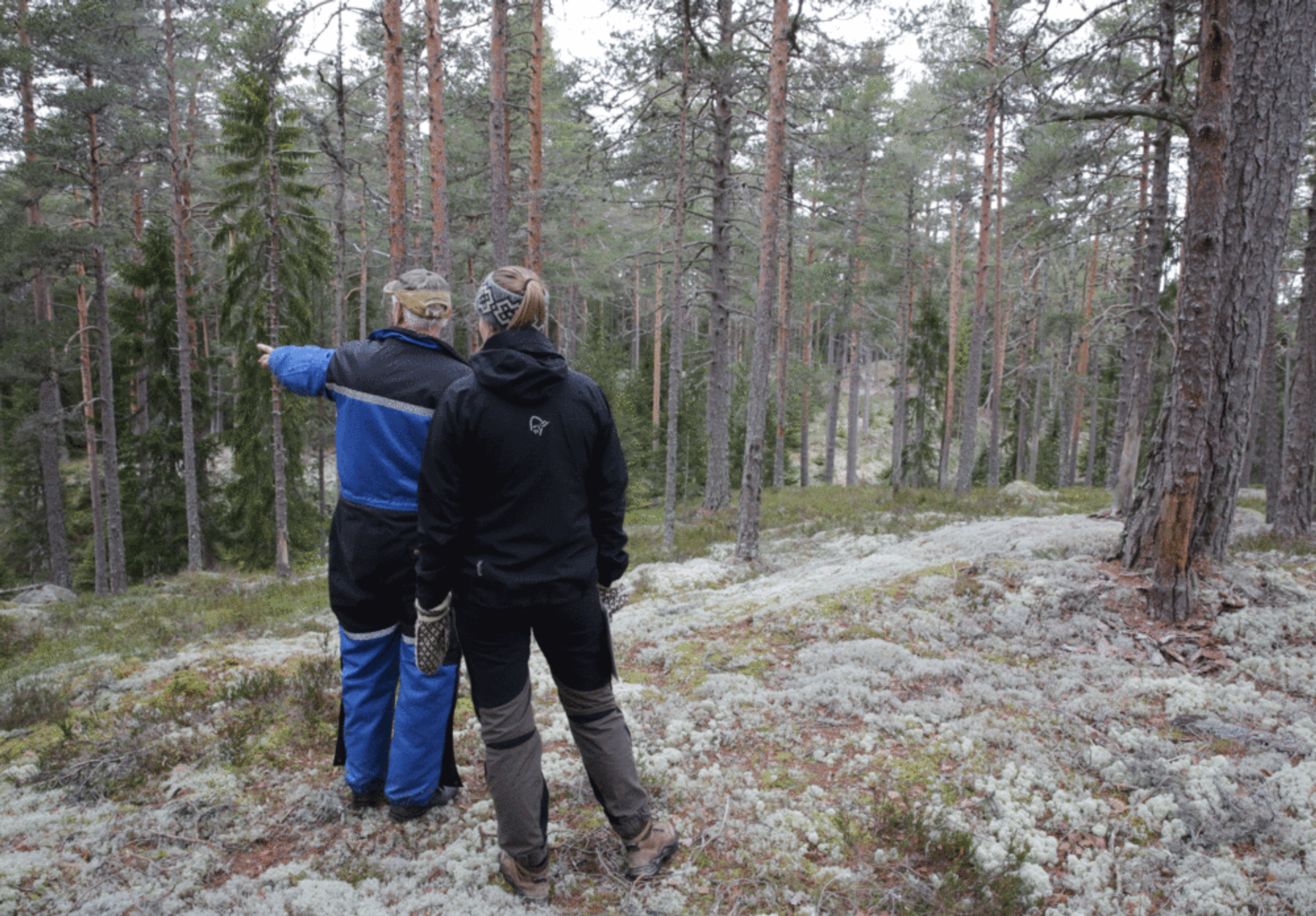 Frivillig vern av skog går ut på at skogeier tilbyr skogareal for vern. Foto: Gina Aakre