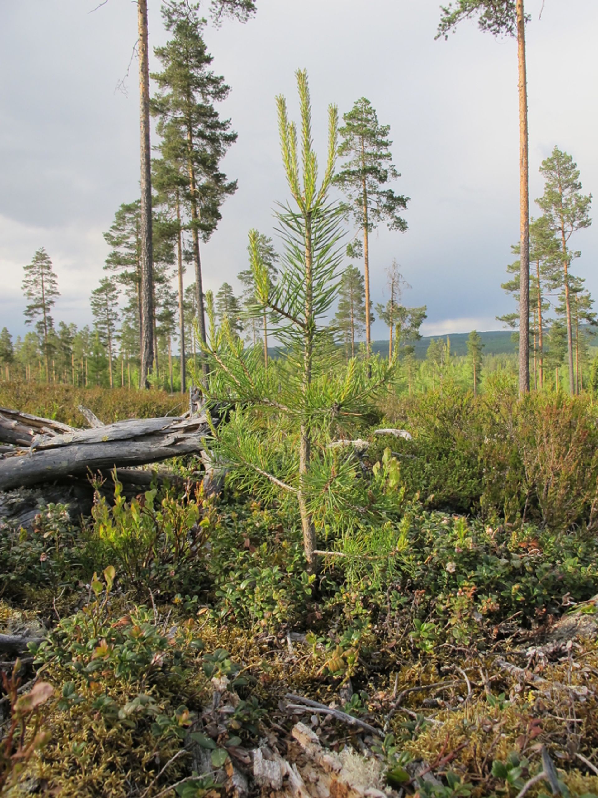 Frøtrær og naturlig foryngelse av furu. Foto: Hans Asbjørn K. Sørlie.
