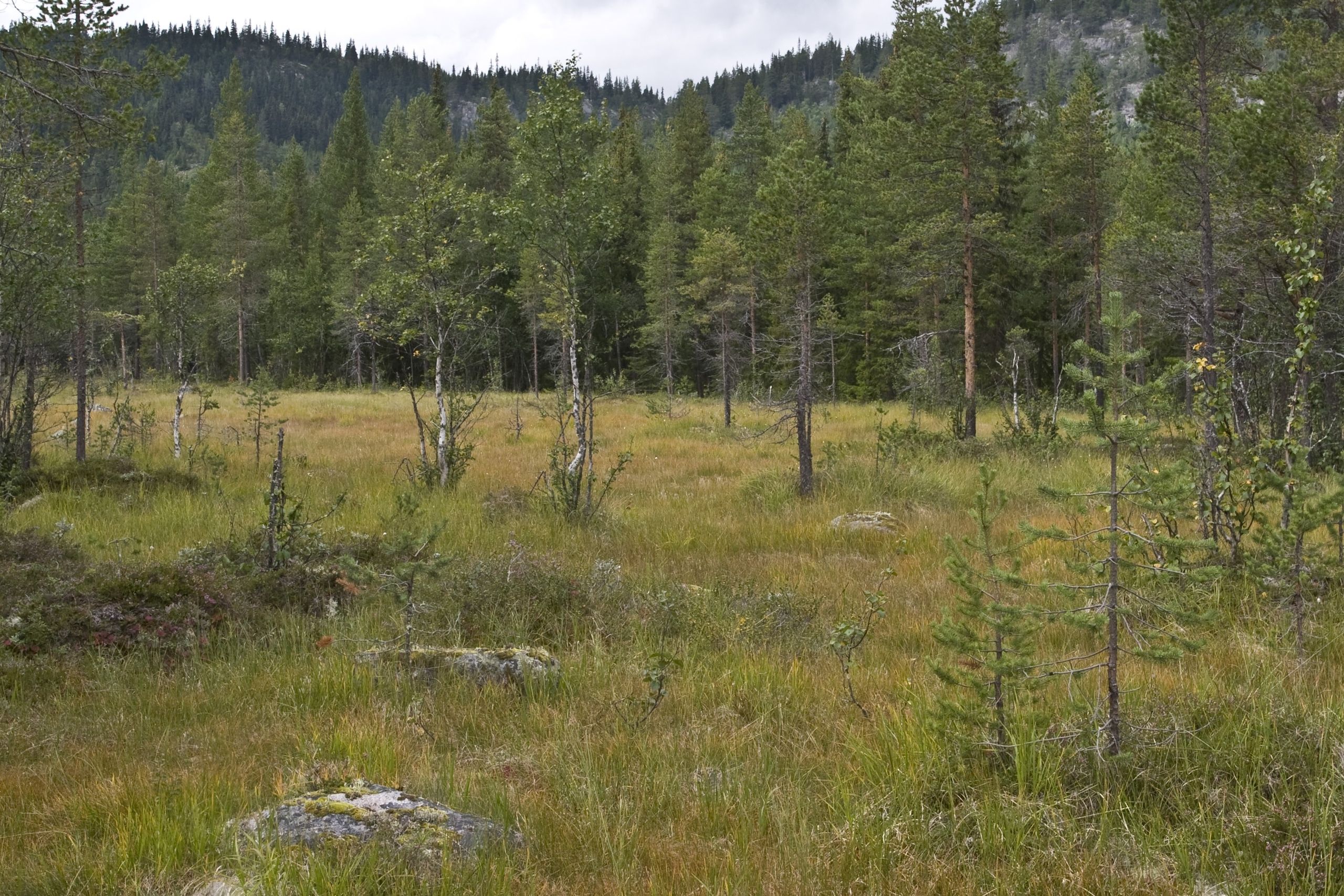 Nedbyggingsforbudet er foreslått å gjelde all myr, uavhengig av areal, dybde eller kvalitet.