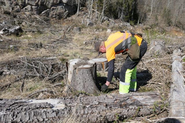 Vi er veldig fornøyd med at planteaktiviteten ble opprettholdt i 2021, sier administrerende direktør i Norges Skogeierforbund Per Skorge.