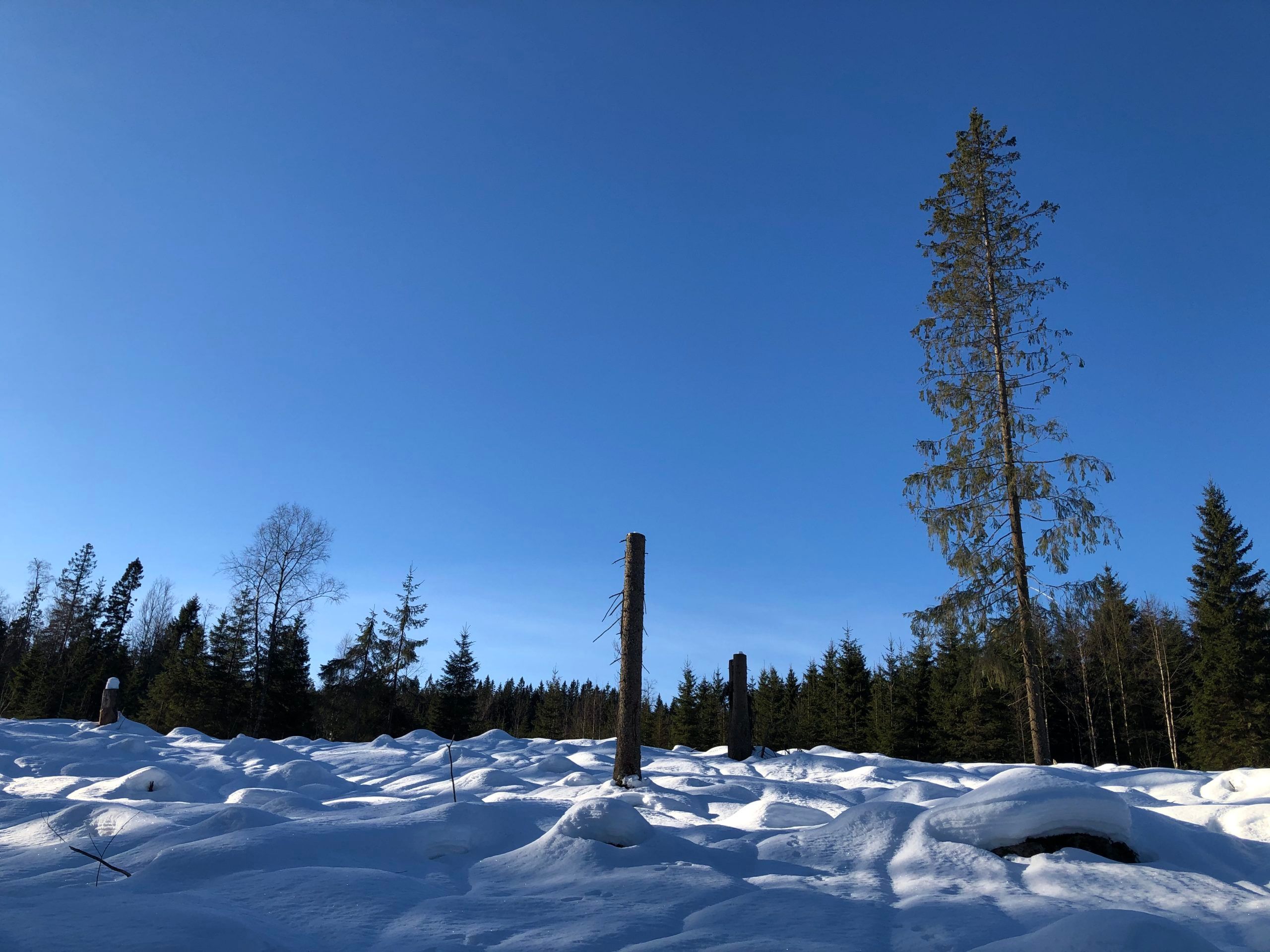 Grana til høyre i bildet er satt igjen som et livsløpstre.