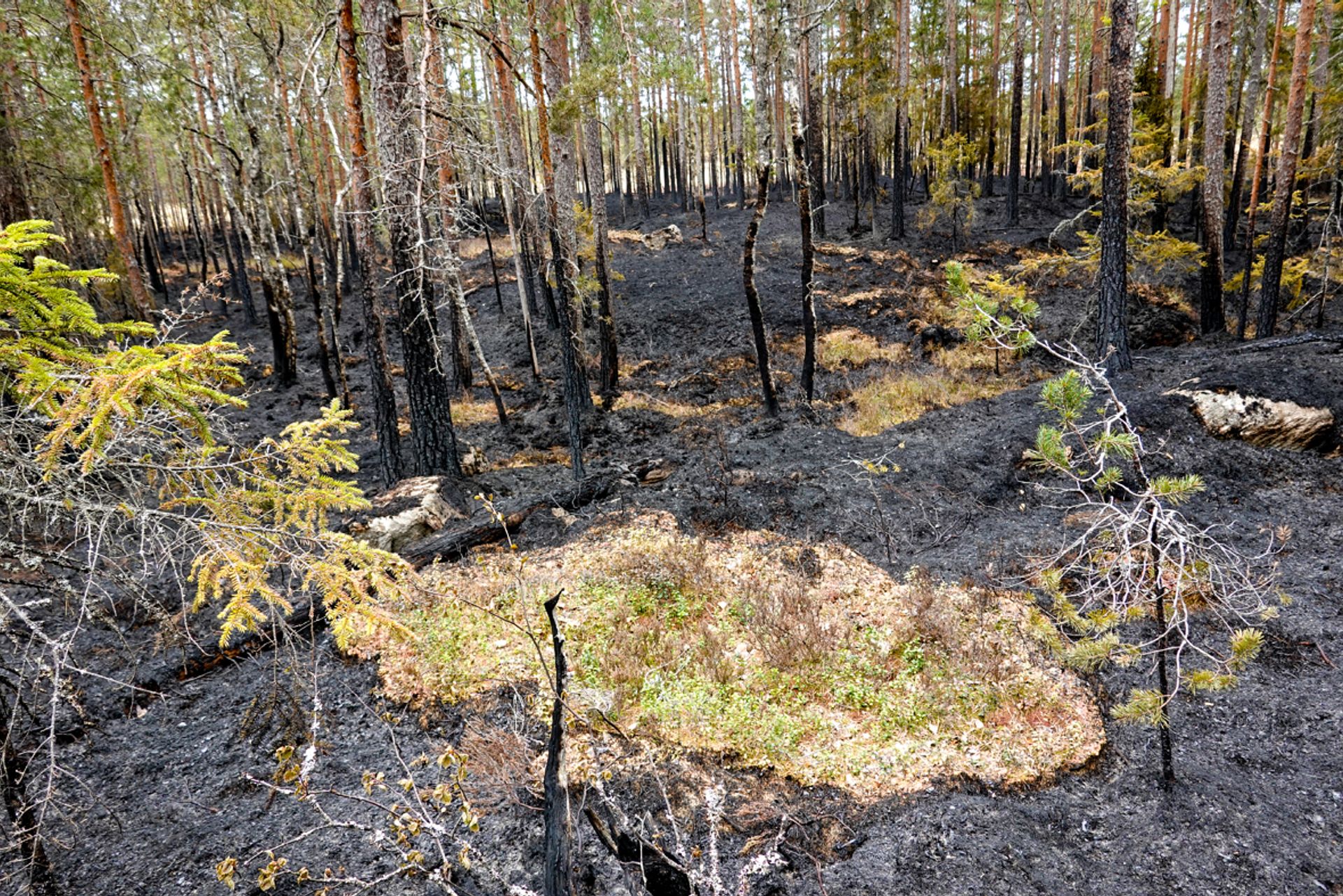 Enkelte områder i skogen er mer fuktige, samt noen mosetyper er mindre antennelige. Det skaper store kontraster i brannområdet.