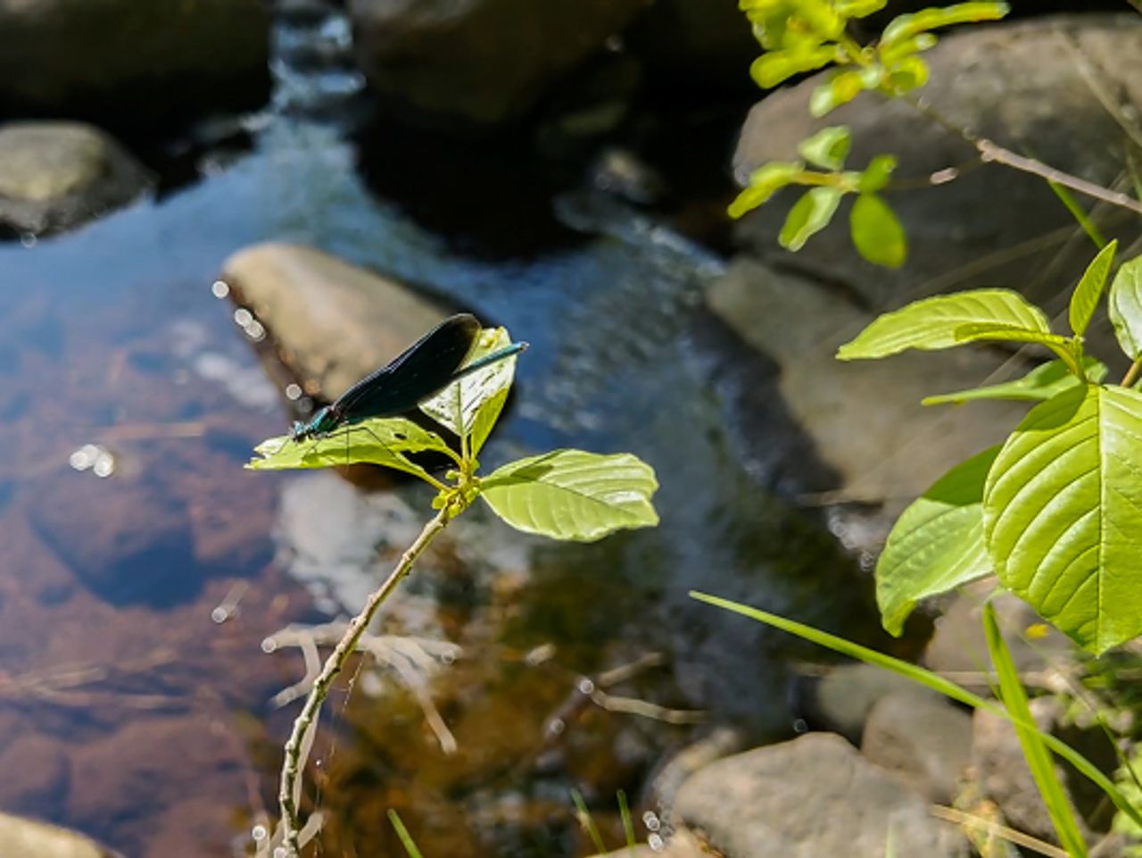Det er ofte høy artsrikdom i kantsonene, altså biologisk mangfold. Foto: Hanne Røn Arntsen.