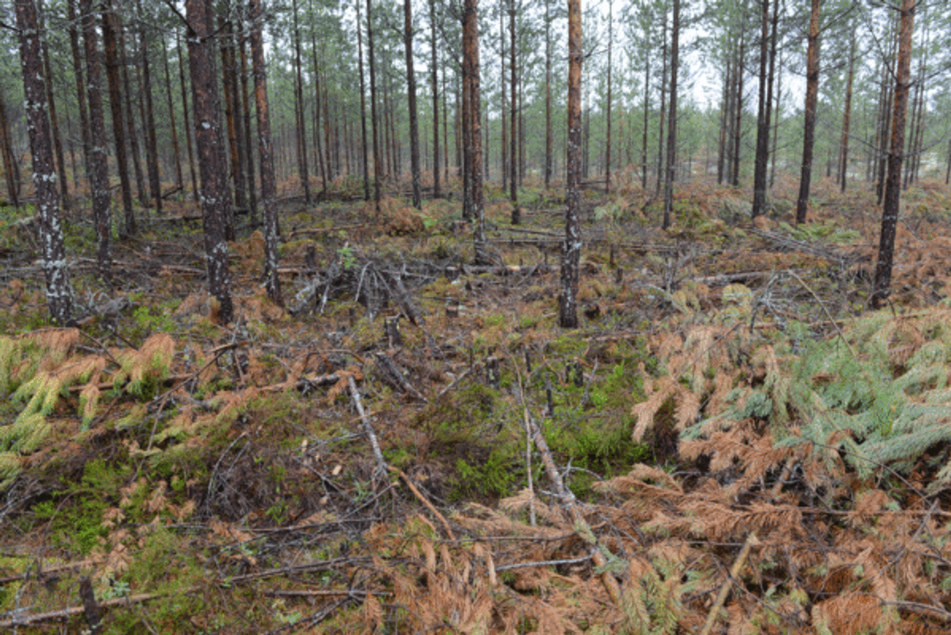 Utført ungskogpleie i et furufelt.