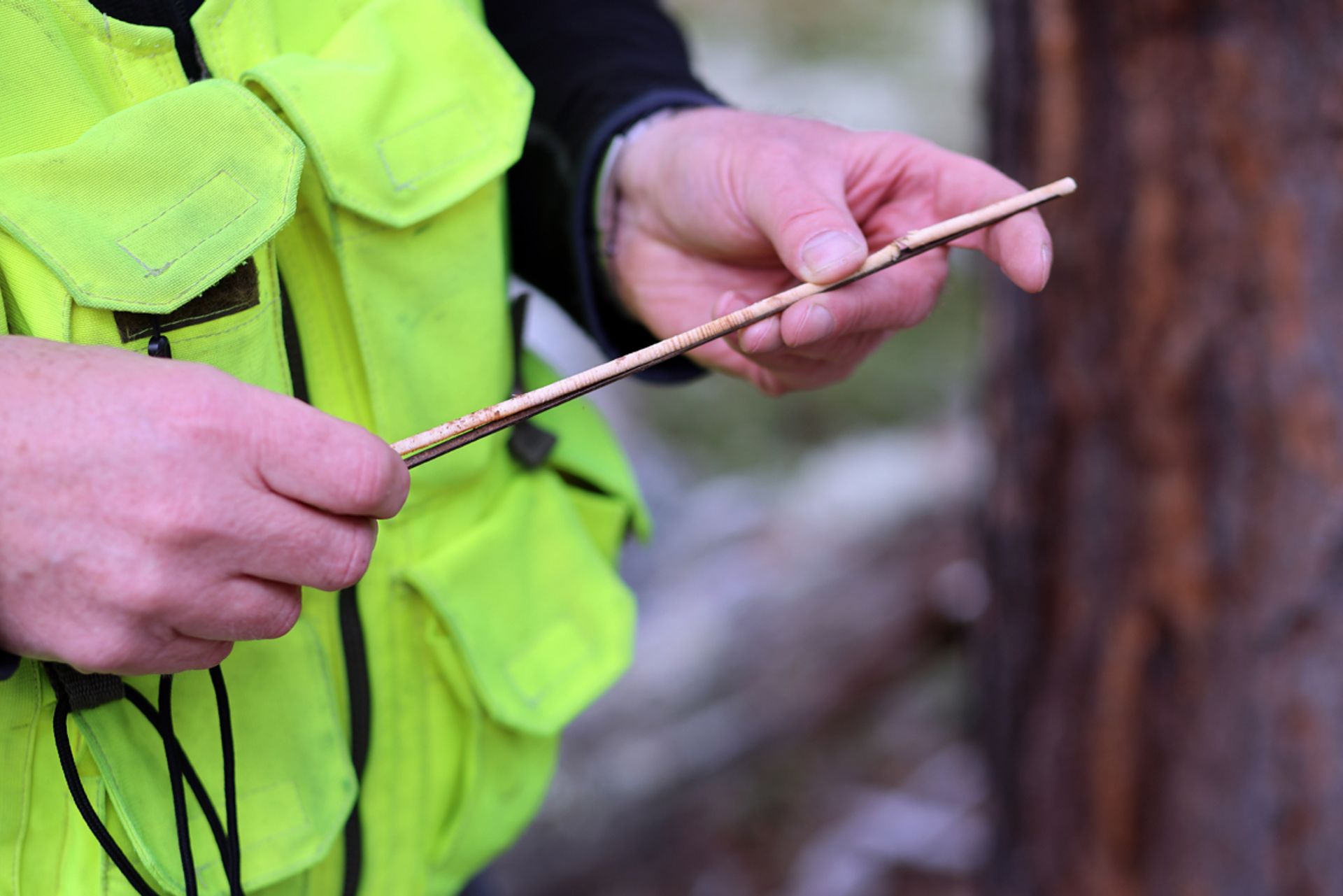 SJEKKER ALDEREN: Anders Wåla har her brukt tilvekstbor for å finne treets alder. Akkurat dette var mer enn 300 år gammelt.
