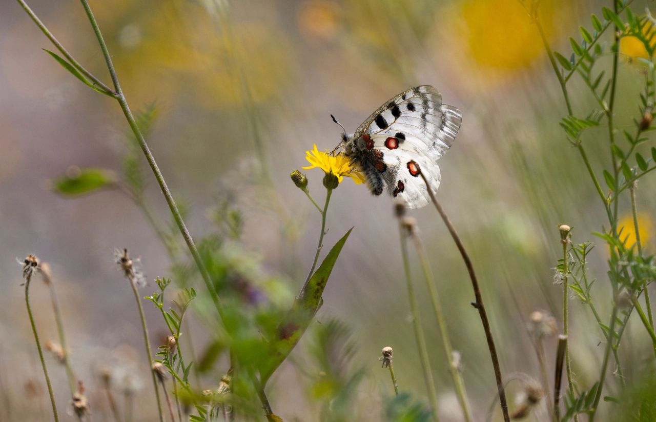 Hvit apollosommerfugl med svarte og røde flekker sitter på en gul blomst, en sveve.