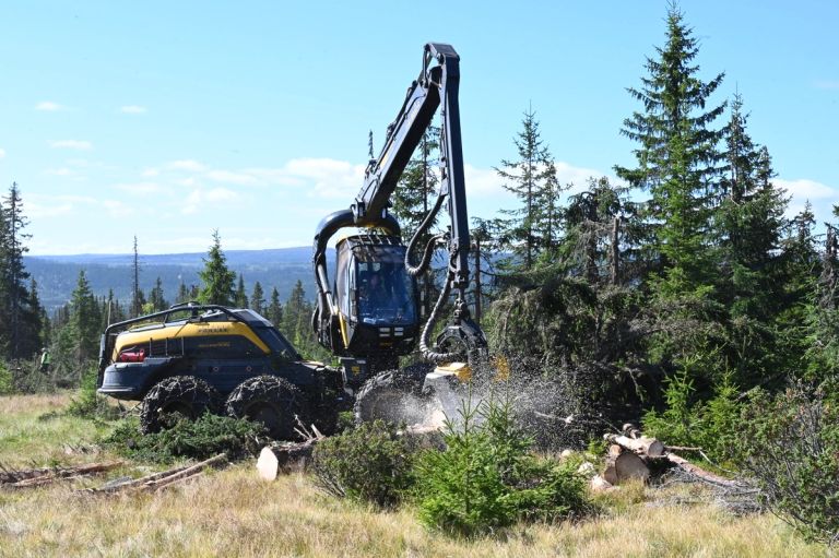 En gul og svart hogstmaskin arbeider i fjellskogen mens sagflis spruter fra hogstaggregatet.