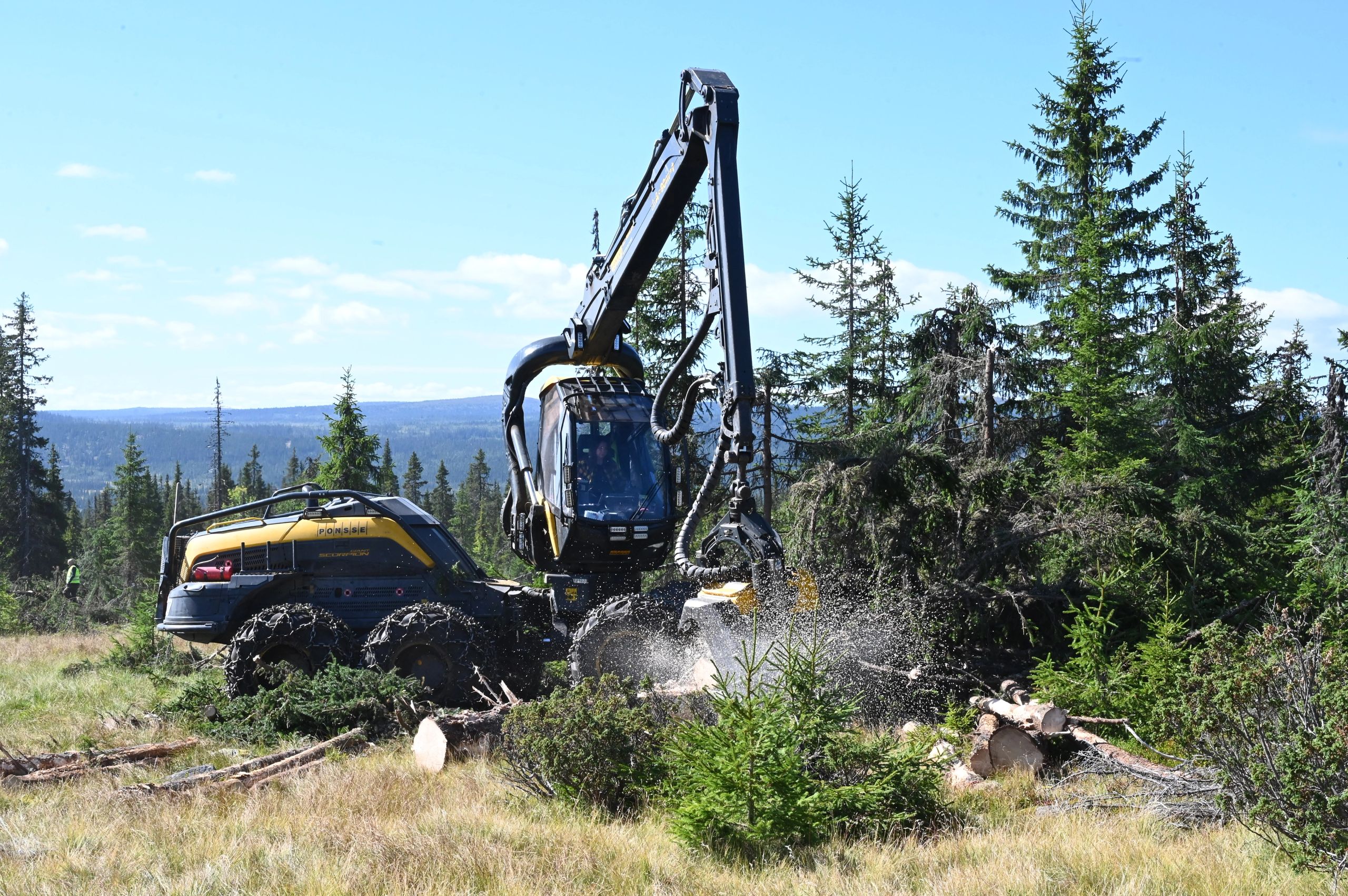 En gul og svart hogstmaskin arbeider i fjellskogen mens sagflis spruter fra hogstaggregatet.