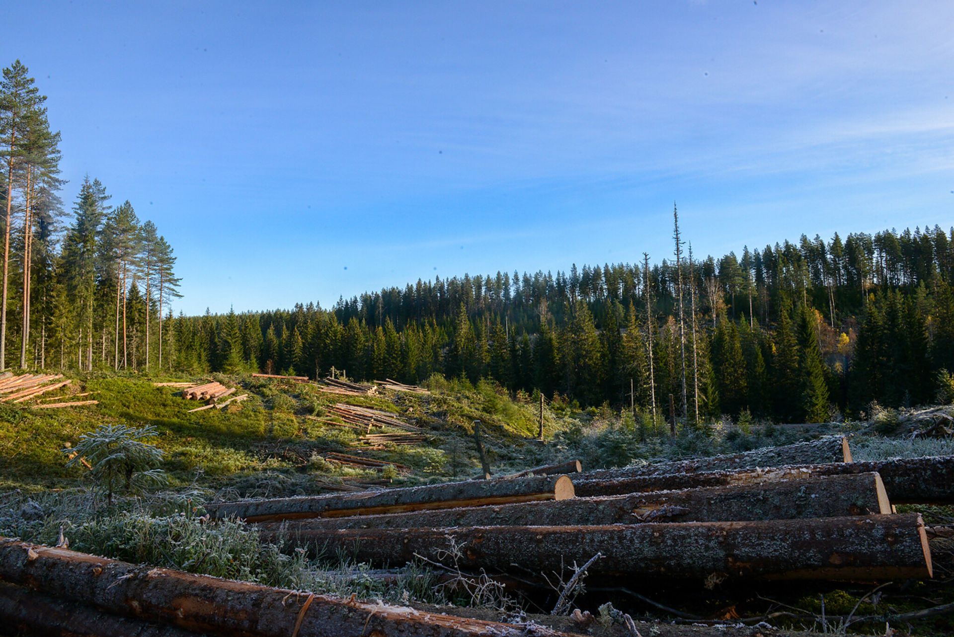Flatehogst er den mest vanlige hogstformen i Norge. Foto: Marius Lippestad.