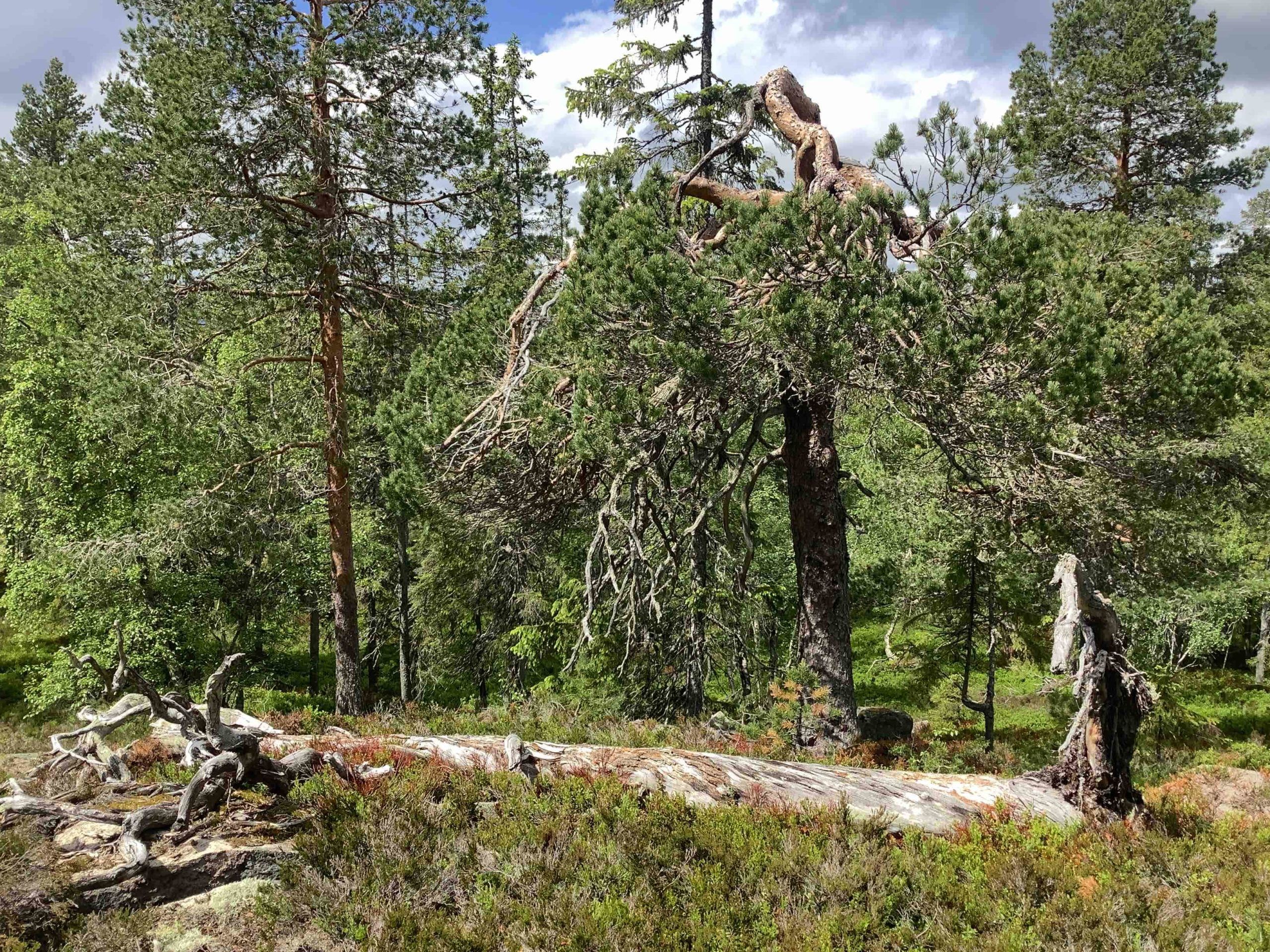Selv om frivillig vern åpenbart fungerer godt og etter hensikten, er det mange områder med høye vernekvaliteter som blir avvist av myndighetene på grunn av manglende bevilgninger fra staten, slik som denne skogen på Nesfjell i kommunene Kongsberg og Øvre Eiker.