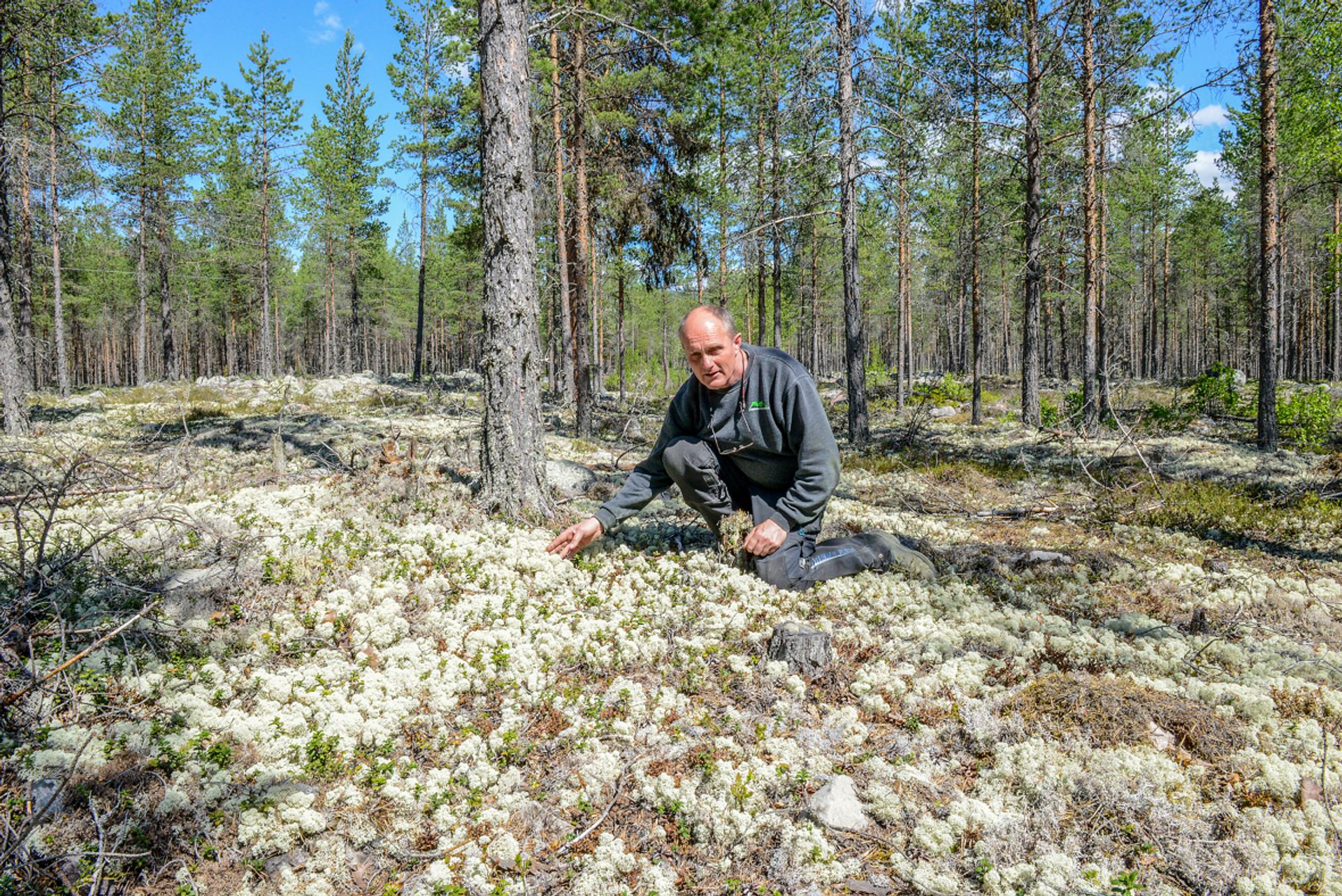 Daglig leder Ola Sverre Moe viser frem kvitkrull som vokser et steinkast fra fabrikken. Flere steder i kommunen er det kvitkrull så langt øye kan se.