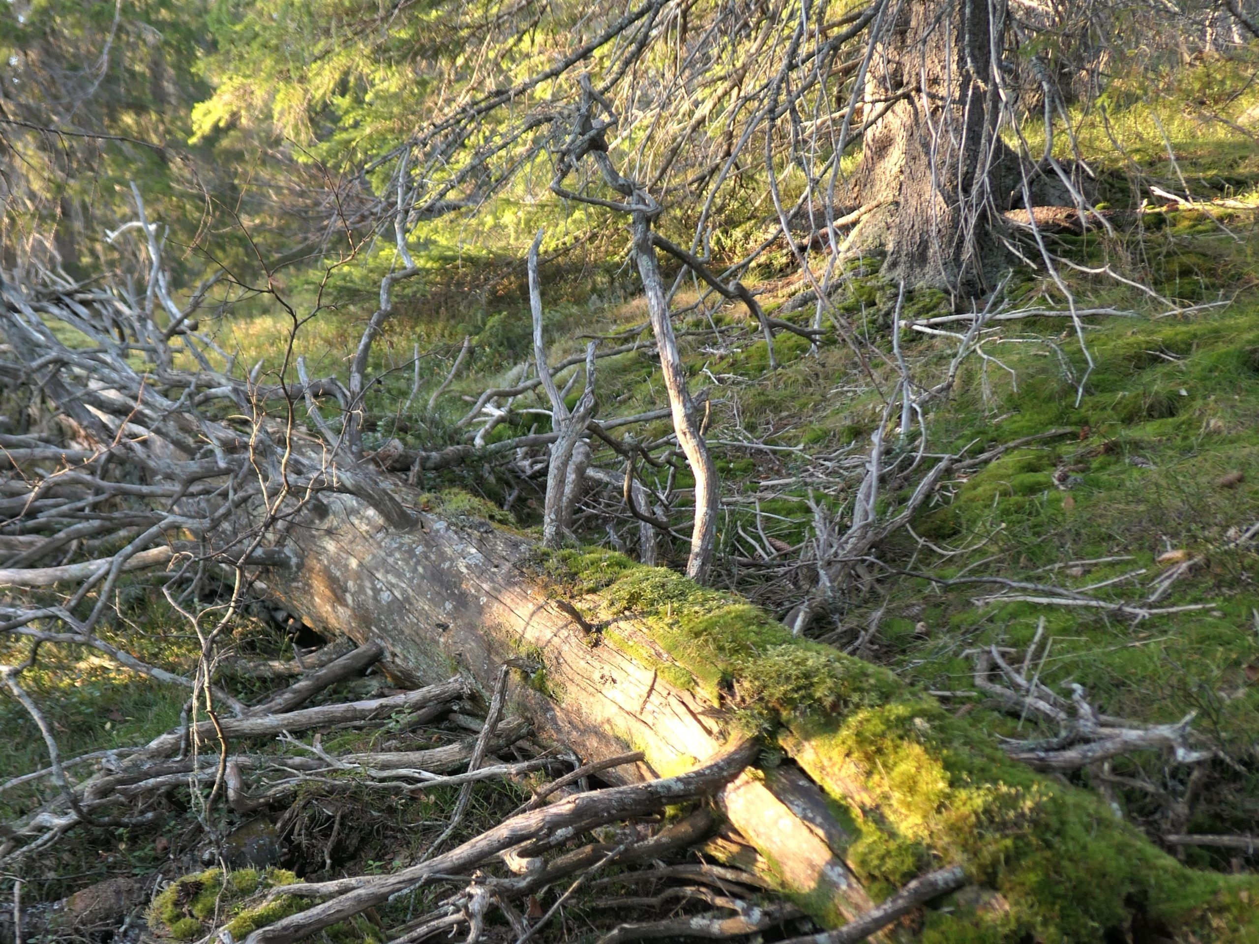 Det er først de siste tiårene at den tidligere plukkhogde skogen har utviklet kvaliteter som gjør at den kan regnes som naturskog.