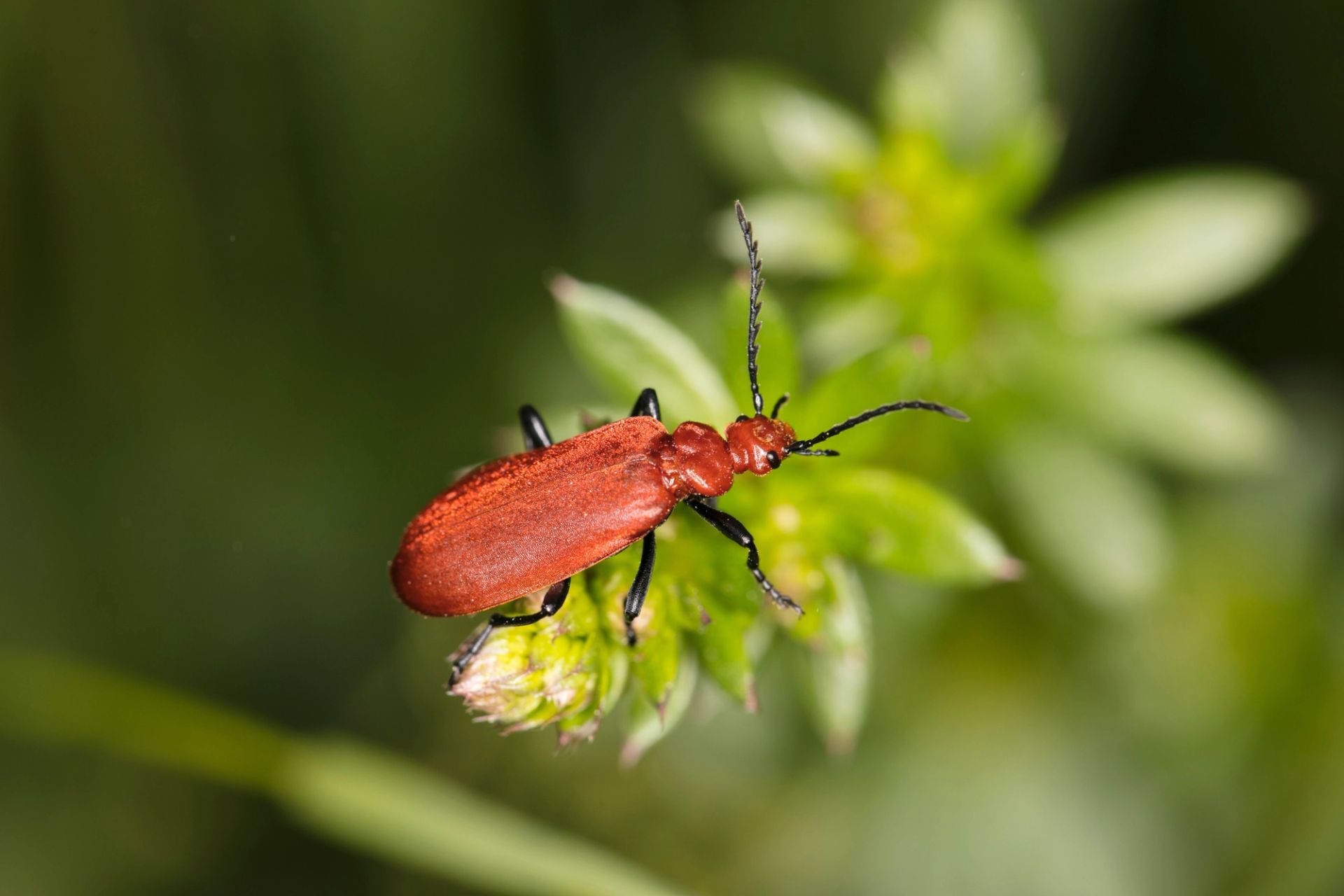 Fil:Cucujus cinnaberinus side.jpg