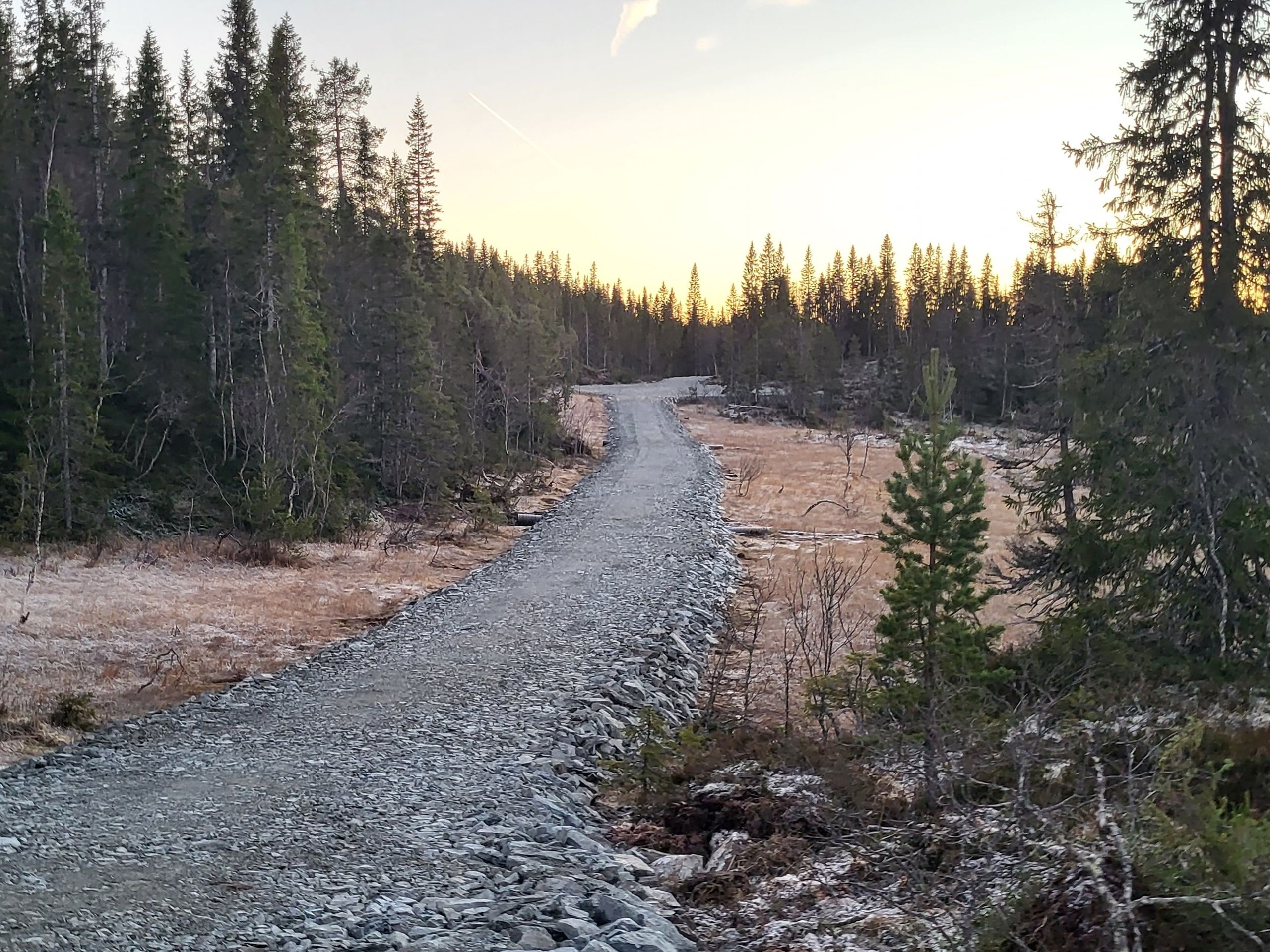 Skog og myr henger tett sammen i norsk natur. Skogeierforbundet frykter at et for strengt forbud mot nedbygging av myr kan gjøre det vanskelig å drive bærekraftig skogbruk.