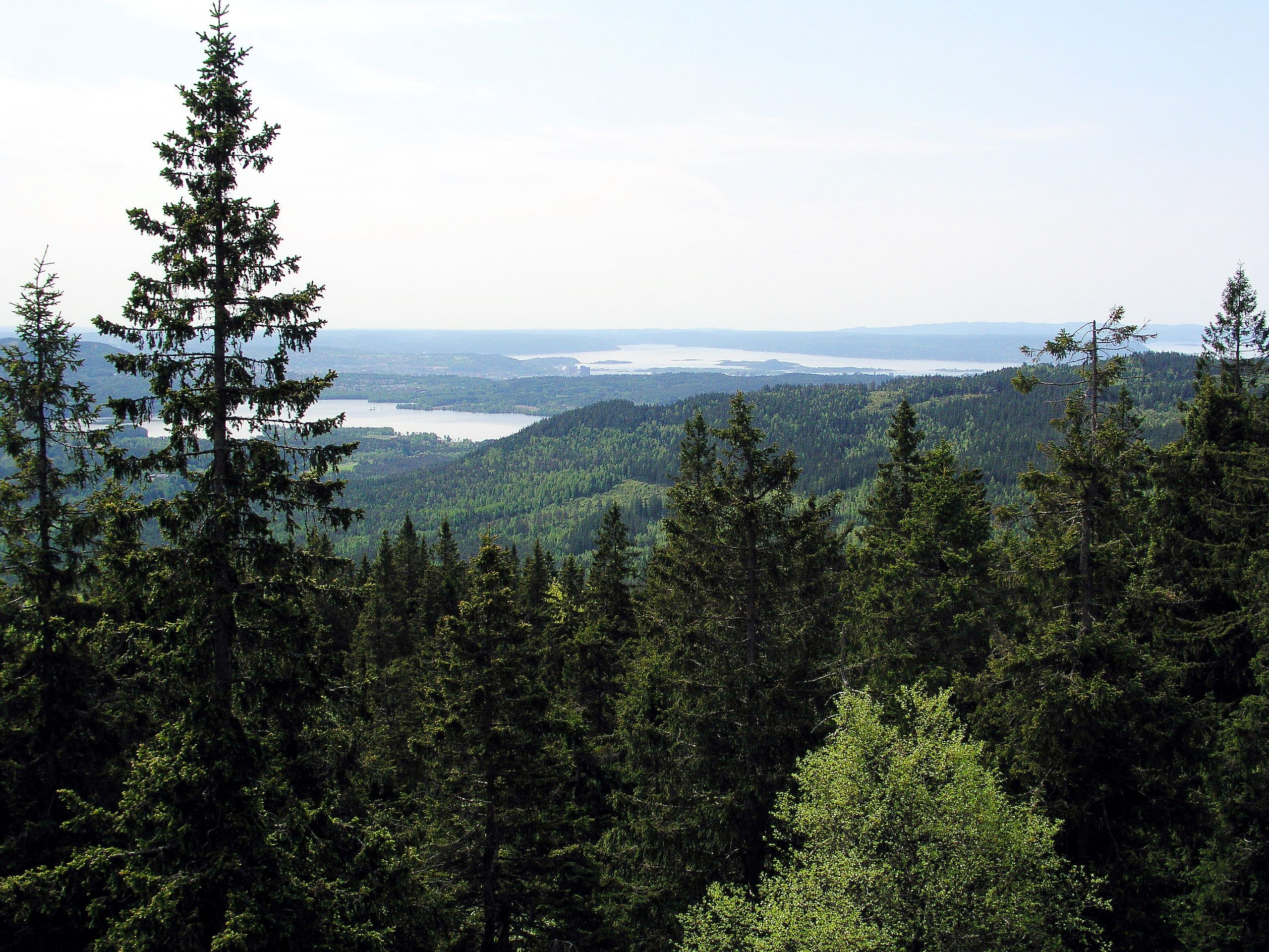 Illustrasjonsbilde skog