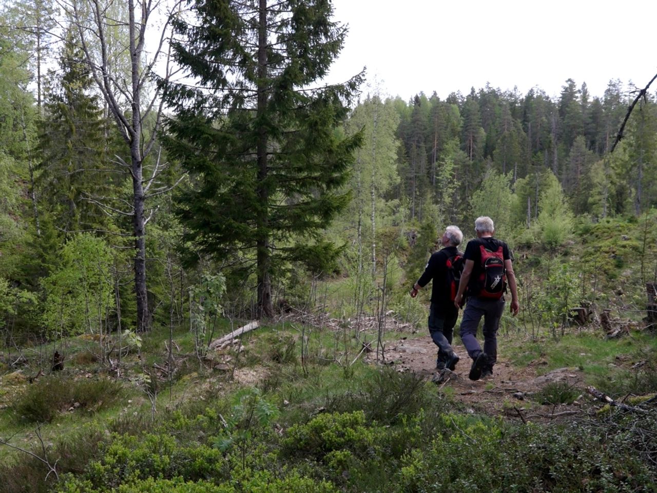 Furu, osp og bjørk har også fått stå igjen langs stiene. Dette er med på å dempe inntrykket av hogstflatene i området. Foto: Yngve Ask