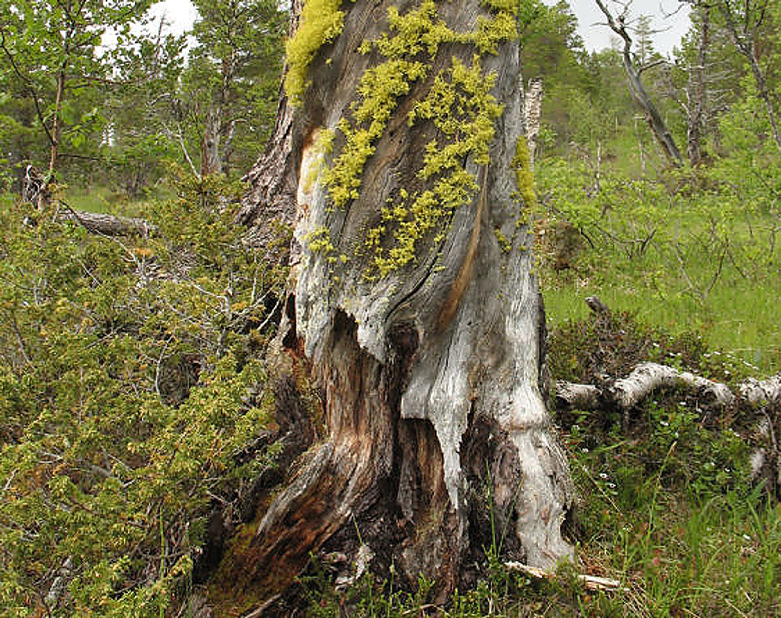 Ulvelav (Letharia vulpina) er en rødlistet art som blant annet lever på gammel furugadd. I følge Rødlista har skogbrukets oppmerksomhet på denne arten bidratt til at dens rødlistestatus har blitt forbedret fra 2010 til 2015.