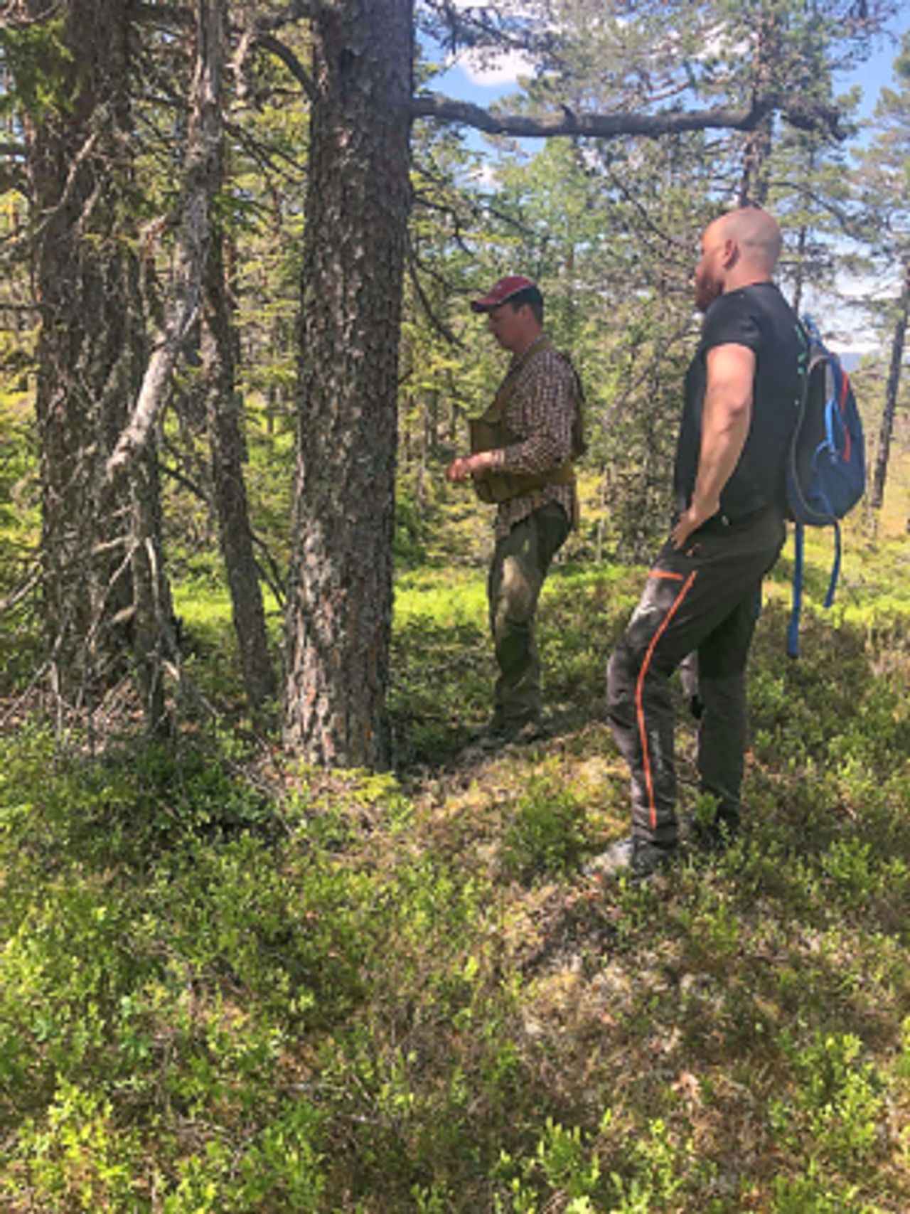 Her undersøkes alder på treet for å se om det kvalifiserer til livsmiljøet «gamle trær». Når de er en furu må treet da være over 200 år gammelt. Foto: Ida Aarø