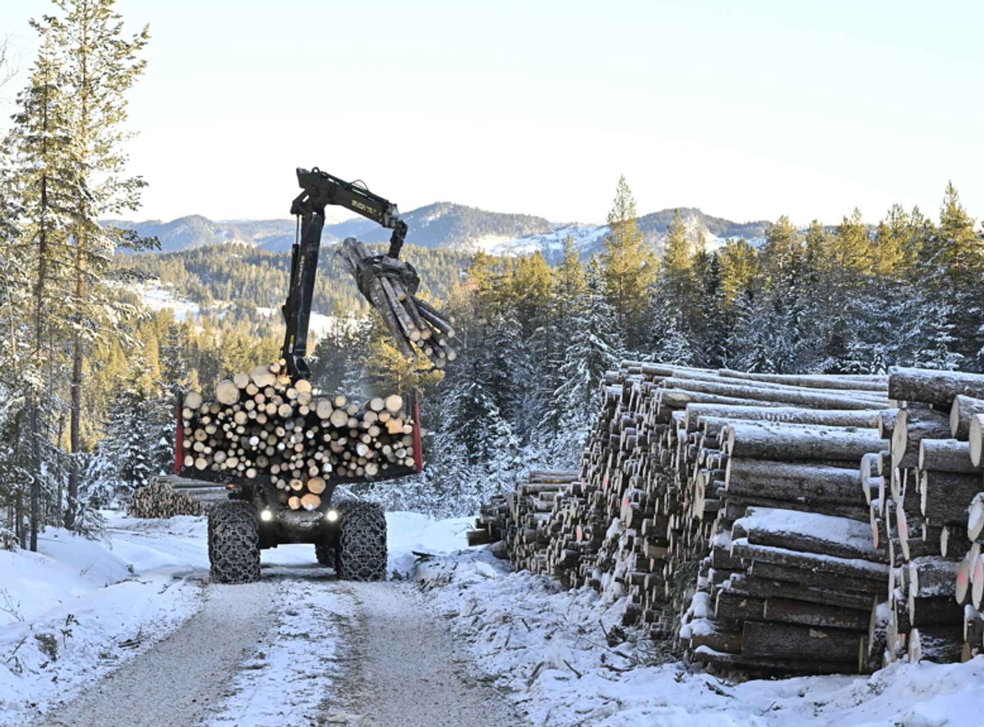 Niri Svingen i Numedal Skogsdrift er avhengig av leggeplasser hvor han kan fordele tømmeret i forskjellige hauger etter hvilken kvalitet de er. Alt dette må være klartgjort når hogsten begynner.