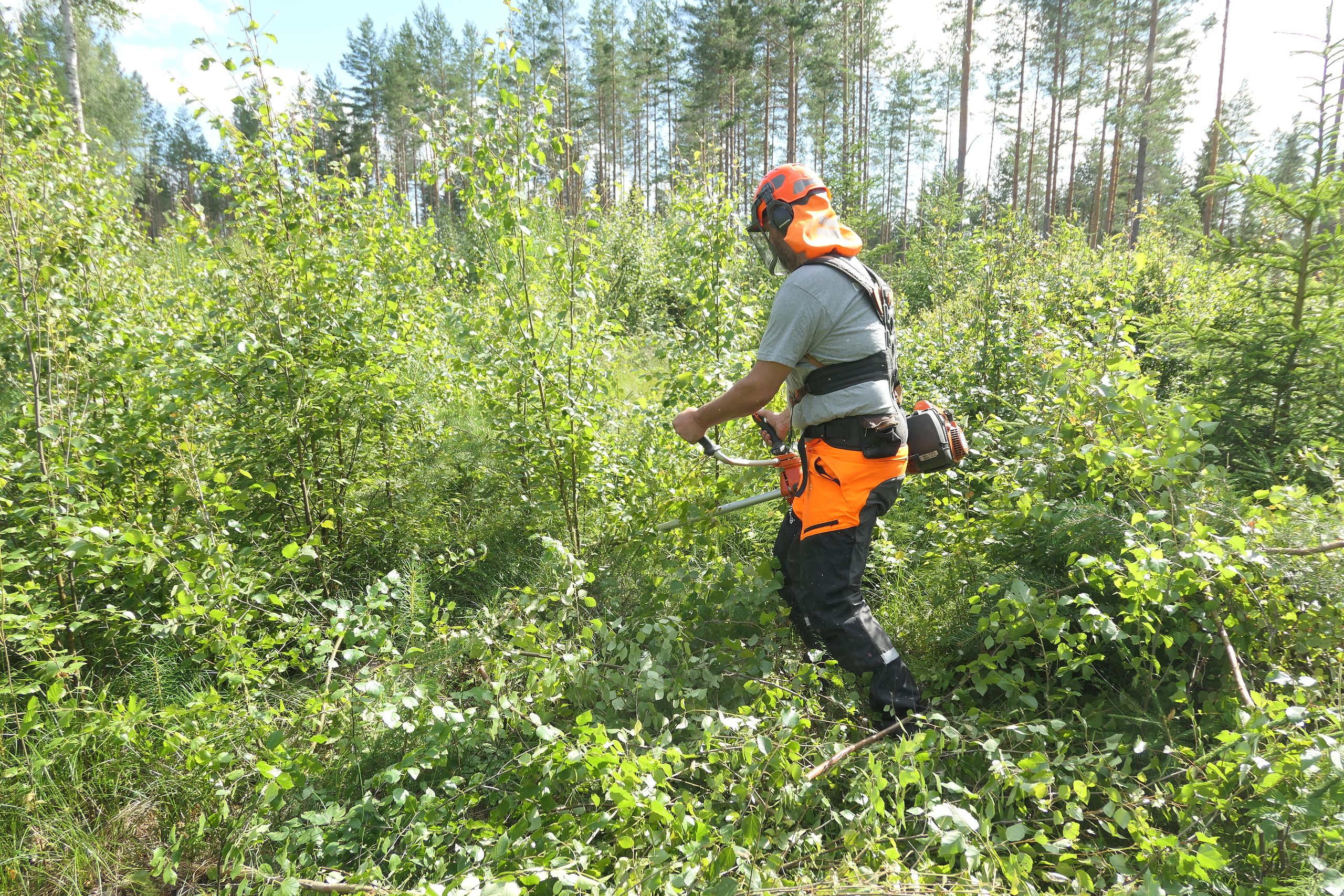 Ungskogpleie er blant tiltakene med med høyest klimaeffekt.