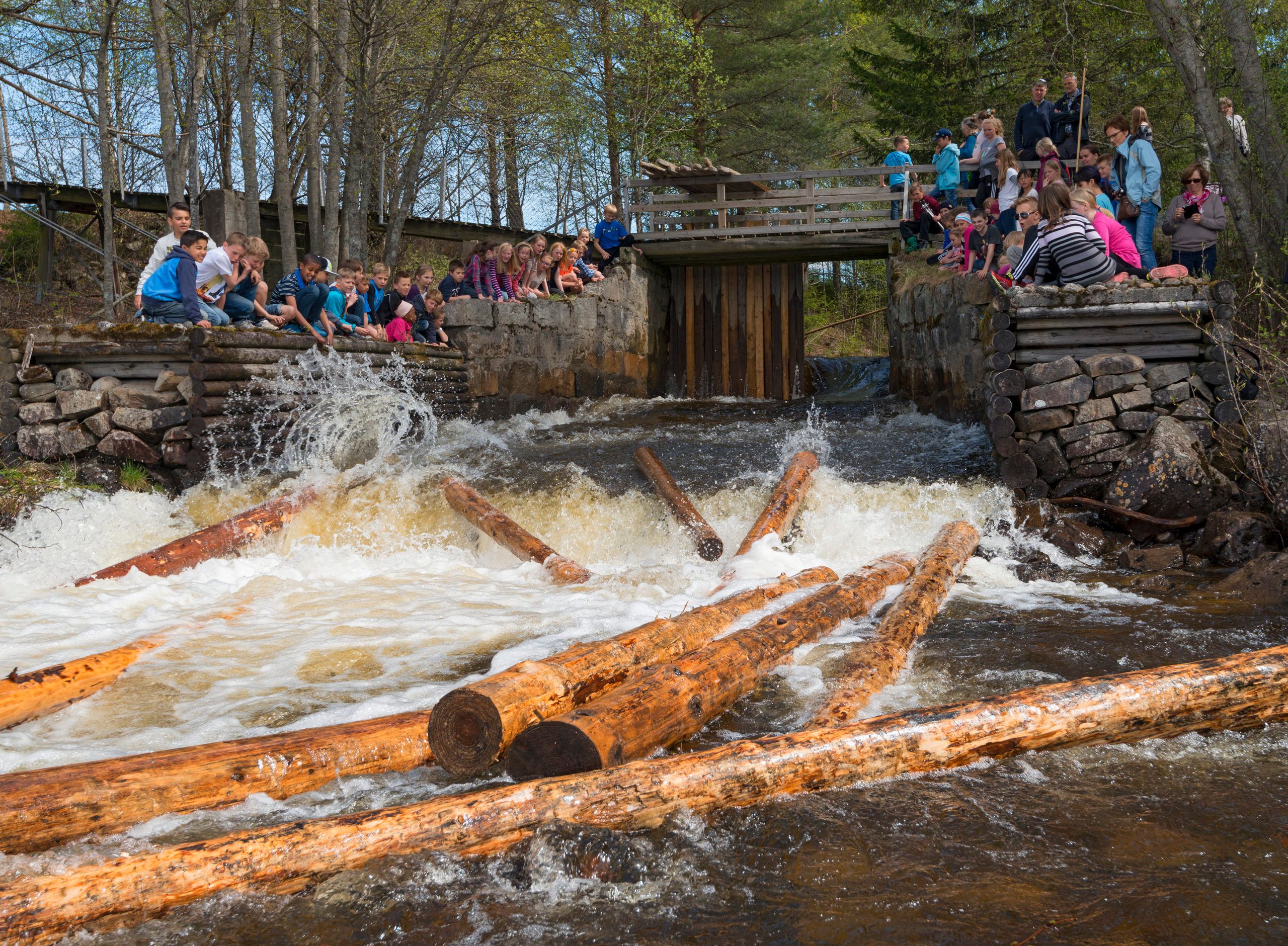Reiser du på Fløterfestivalen i Elverum denne sommeren kan du blant annet få en demonstrasjon av tømmerfløting.Foto: Bård Løken