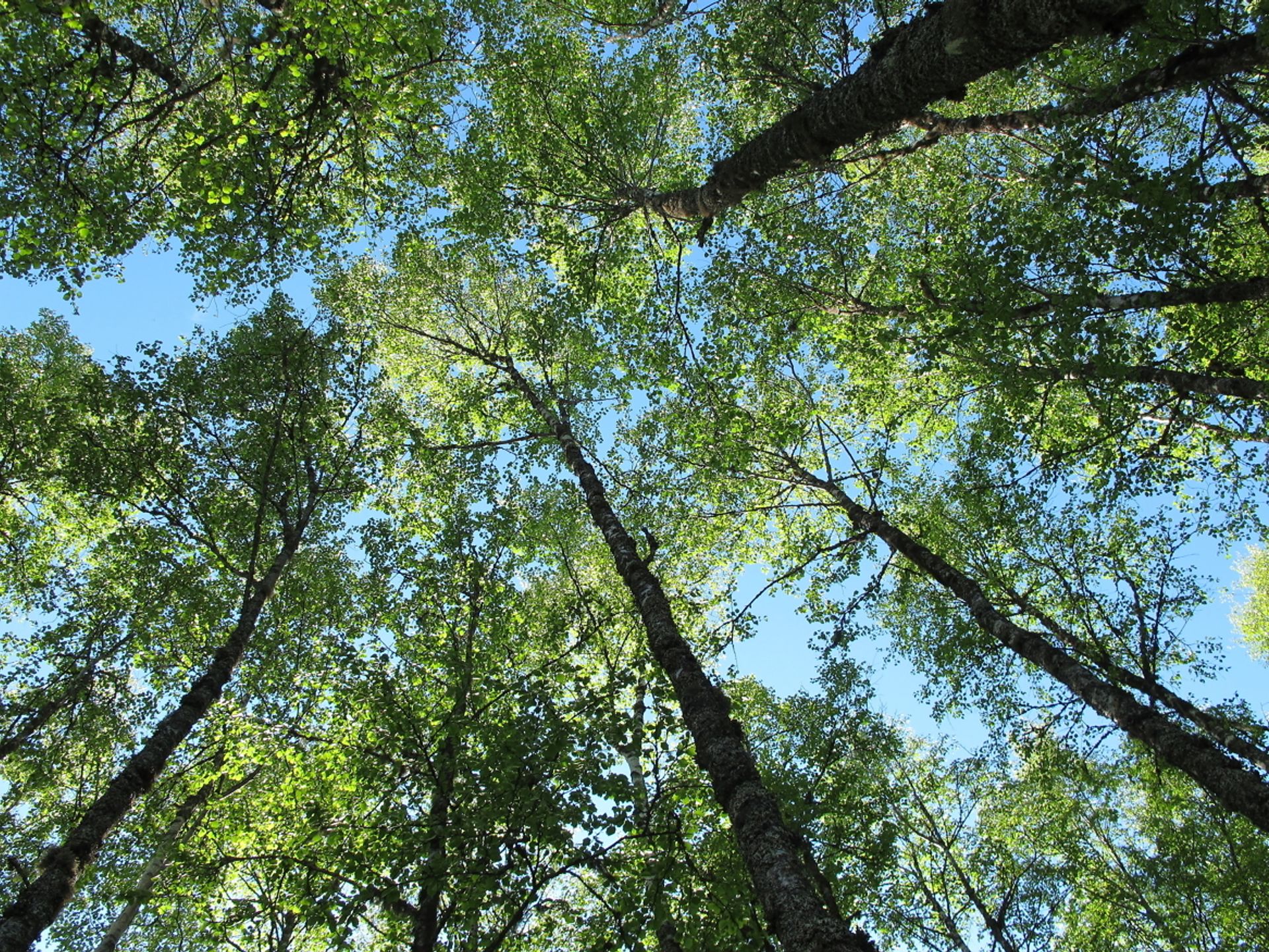 Bjørkeskog
