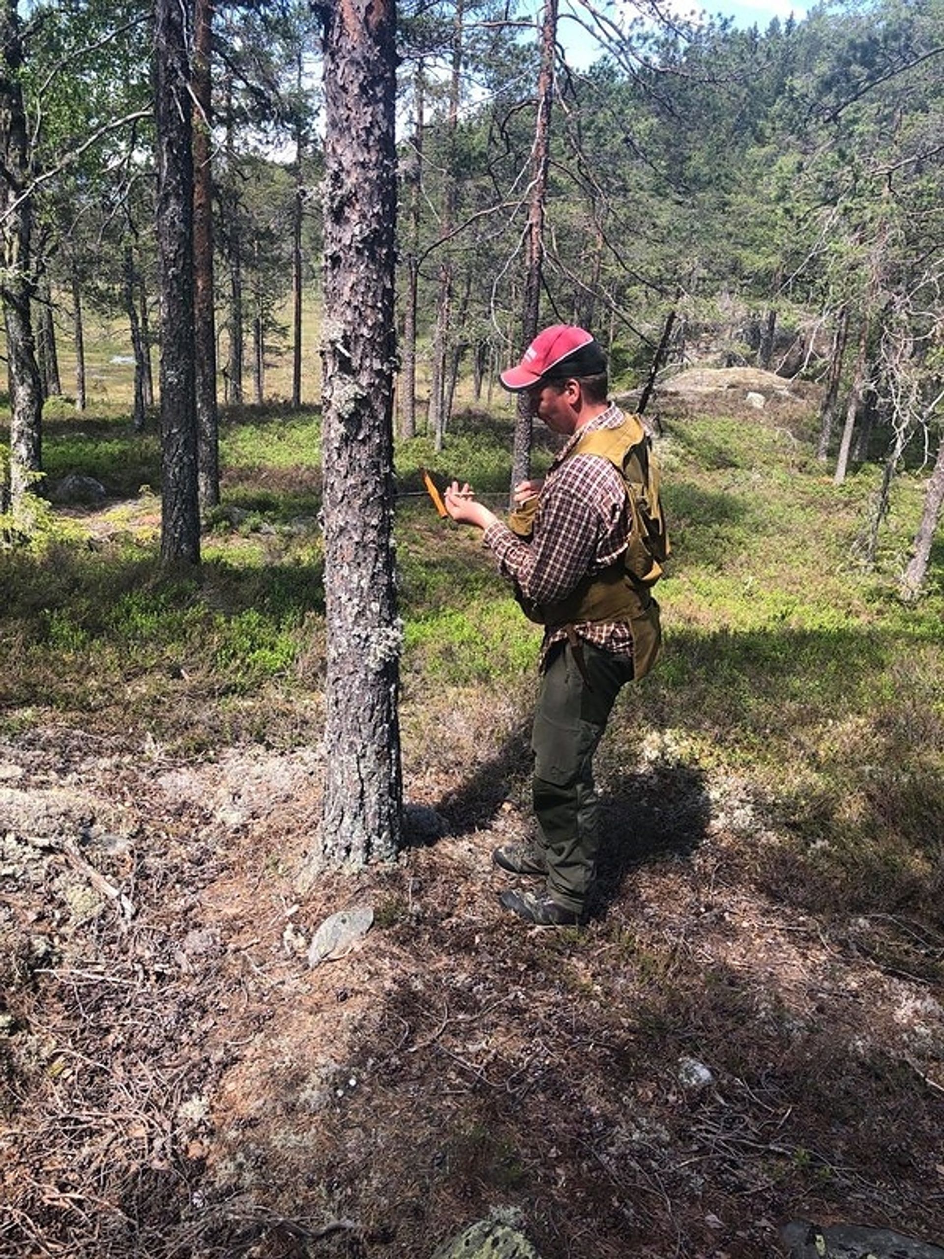 FELTARBEID: En MiS-kartlegger finner alderen på et tre ved å ta en boreprøve og telle årringer. Også slanke trær kan være eldre enn man tror. For at furutrær skal kvalifisere til livsmiljøet «gamle trær», må det være ett gitt antall av dem som er over 200 år. Foto: Ida Aarø Vatne