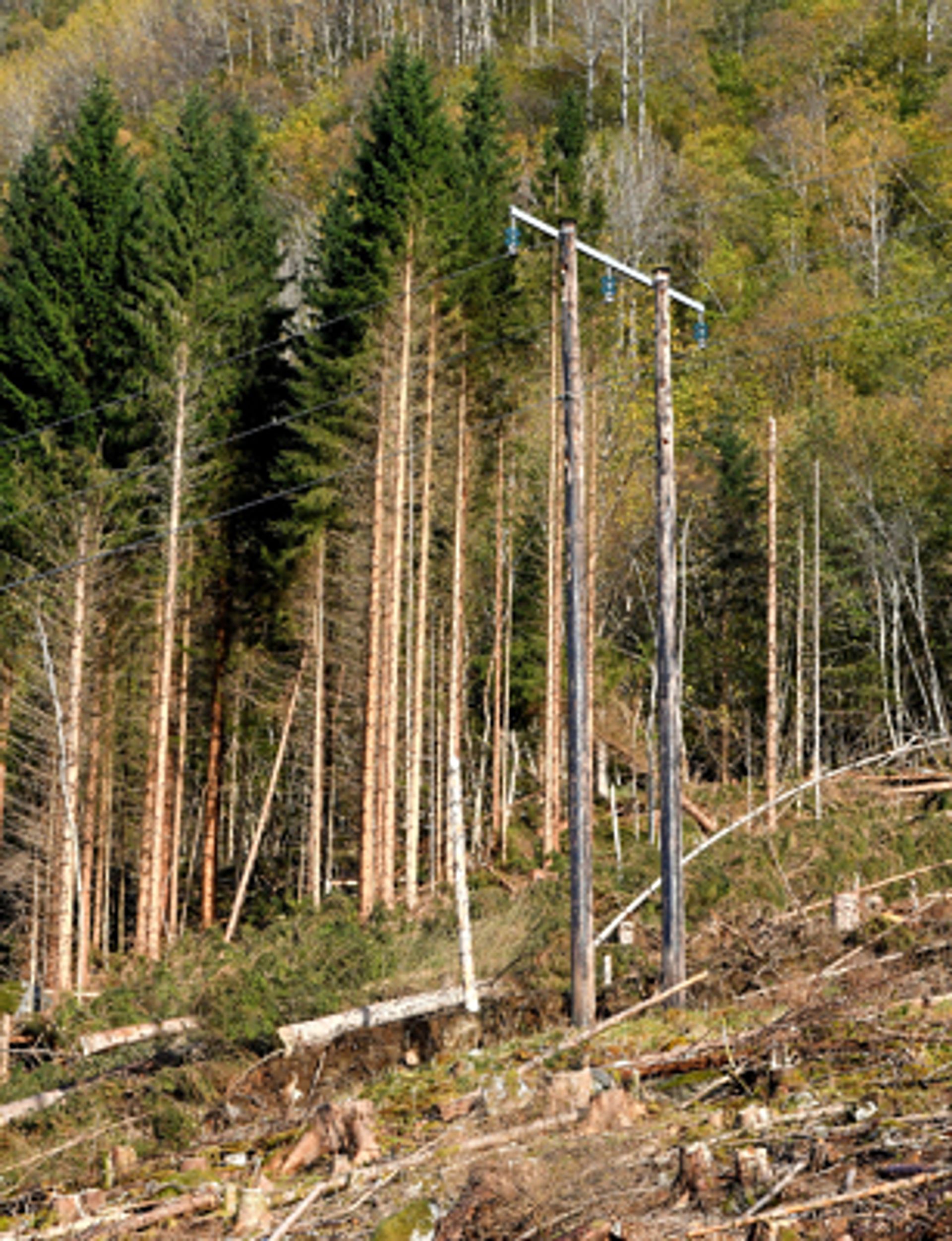 Kraftgater, eller –ledninger er en av mange skranker i mange skogreisingsområder. Foto: Anders Hals.