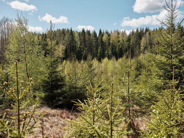 Regjeringen vil bruke milliarder på kvotekjøp i utlandet, men bare småpenger på klimatiltak i norsk skog.