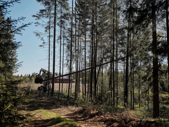 FAMILIESKOGBRUKET: Skogen i Norge eies av mer enn 120 000 skogeiere, i all hovedsak familier med små og mellomstore skogeiendommer. Dette er eiere som bryr seg om skogen og tar et ansvar for å forvalte den på en god måte i et generasjonsperspektiv.
