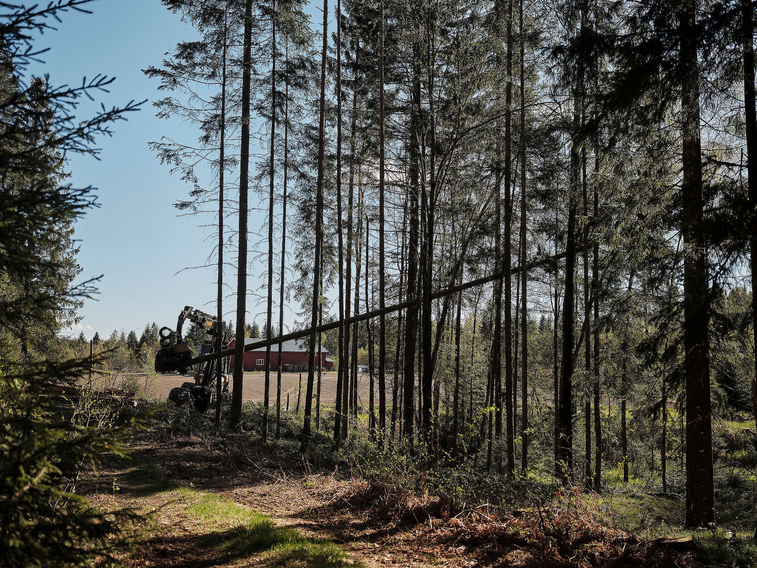 FAMILIESKOGBRUKET: Skogen i Norge eies av mer enn 120 000 skogeiere, i all hovedsak familier med små og mellomstore skogeiendommer. Dette er eiere som bryr seg om skogen og tar et ansvar for å forvalte den på en god måte i et generasjonsperspektiv.