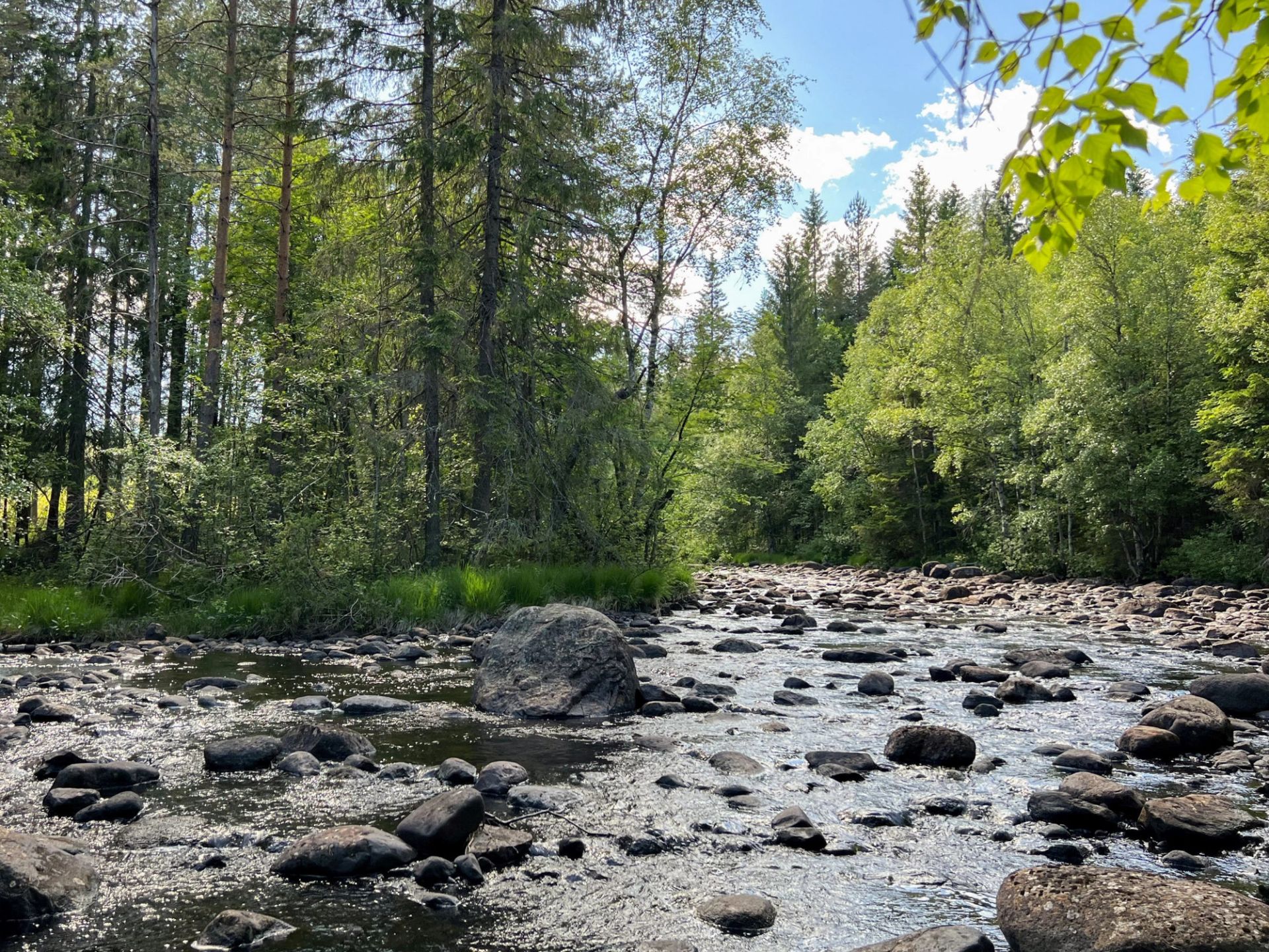 Ett av kravene i miljøsertifiseringen er å sette av trær mot vann, elver, bekker og myrer. Slike kantsoner er blant annet med på å hindre erosjon og sikre vannkvaliteten. Foto: Hanne Røn Arntsen