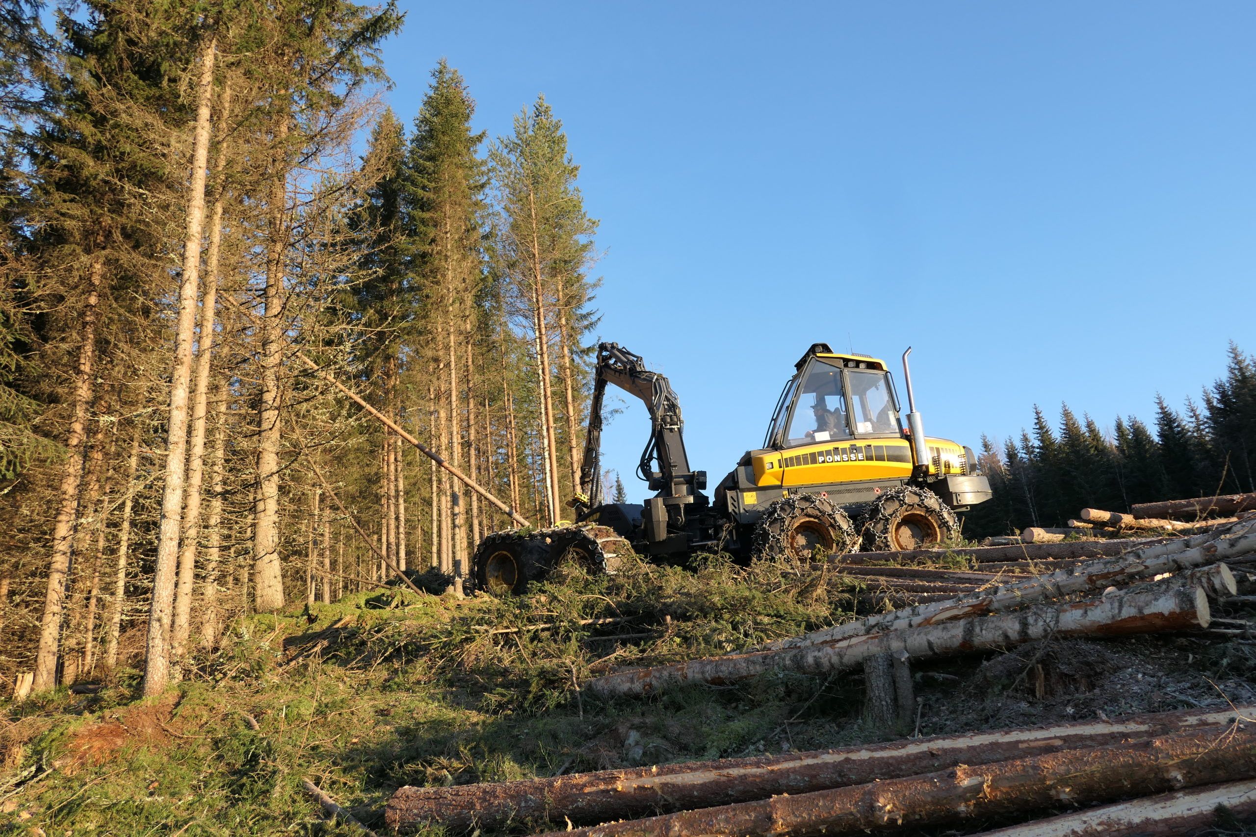 Når et tre skal bli til en tømmerstokk, skjæres greinene av treet. Kvistene bruker skogsmaskinførerne som et dekke til å kjøre på.