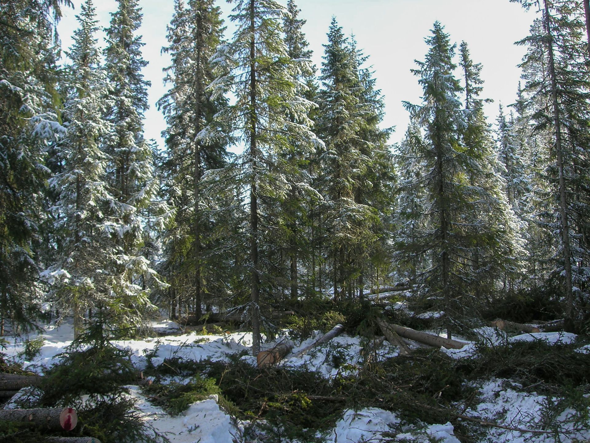Ved selektive hogster hogges noen trær, mens andre blir stående og tas først ut i en senere omgang. Foto: Trygve Øvergård.