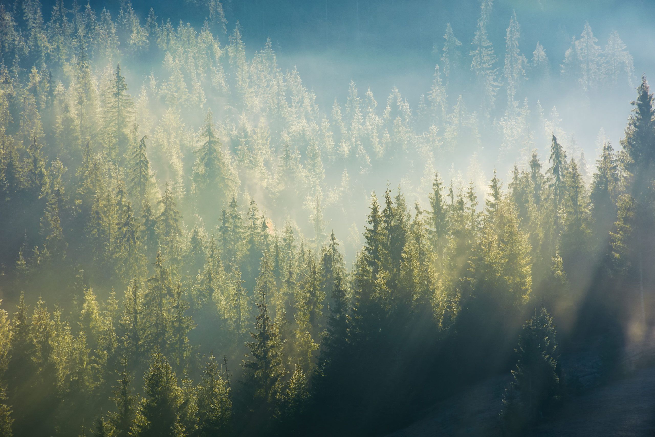 Skogen er viktig for å regulere klimaet på jorda. Foto: Colourbox