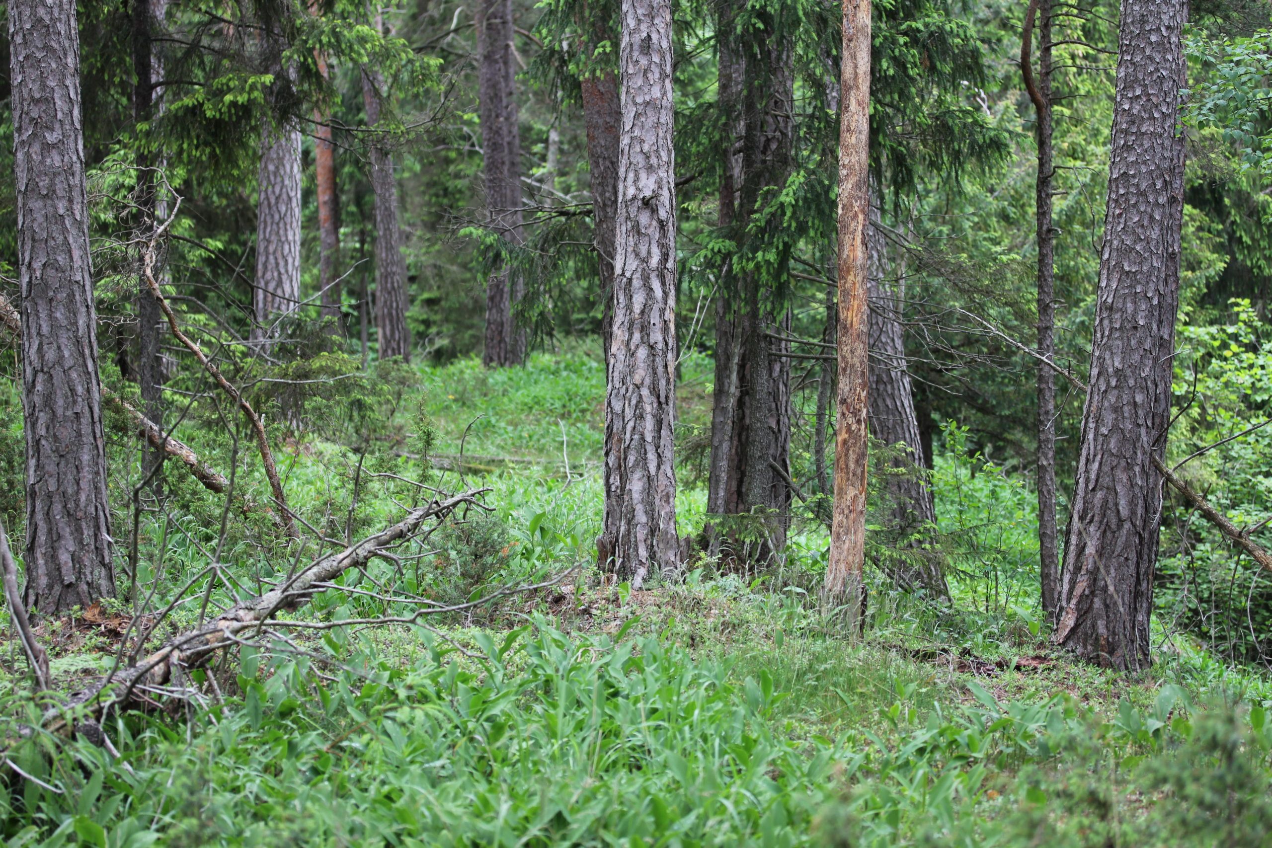 Hvordan den kalkrike skogen klassifiseres i naturtypekartleggingen, kan få stor betydning for skogbruket.